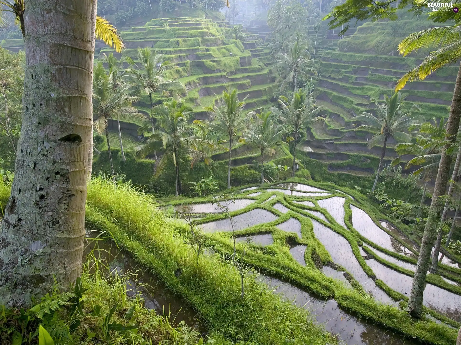 Field, Bali, indonesia, rice