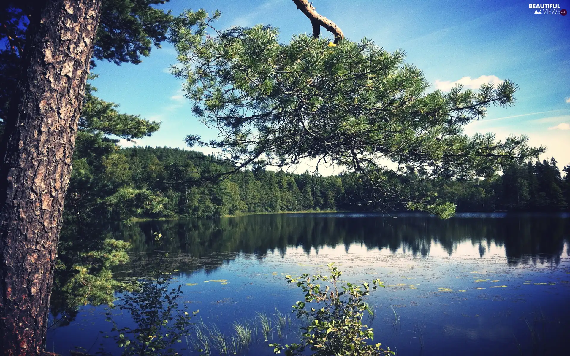 forest, viewes, lake, trees