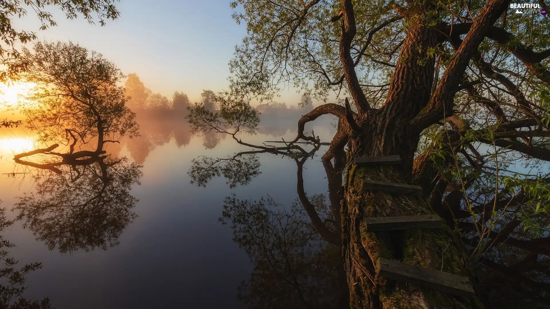 Sloping, viewes, Stairs, lake, trees, trees, Fog