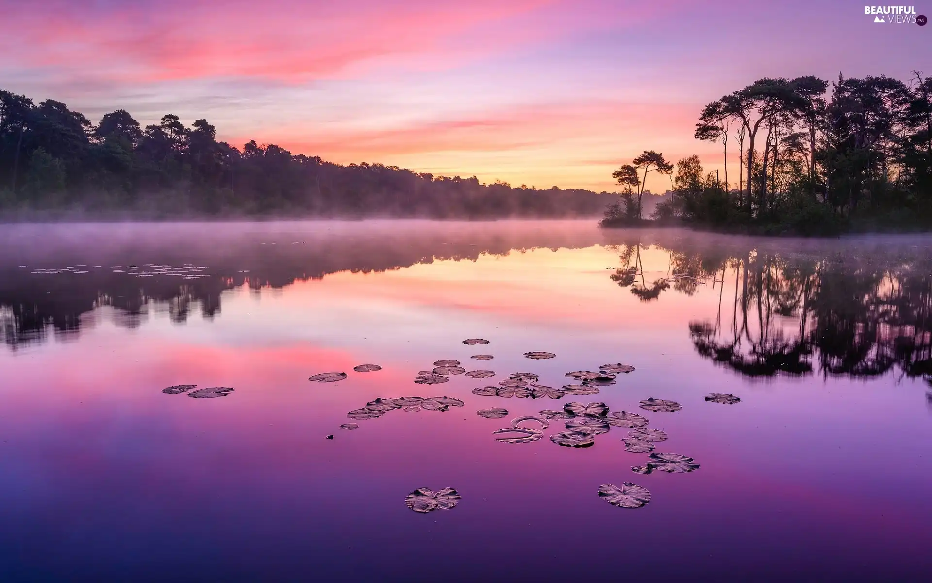 forest, Fog, viewes, lake, Sunrise, trees, Leaf