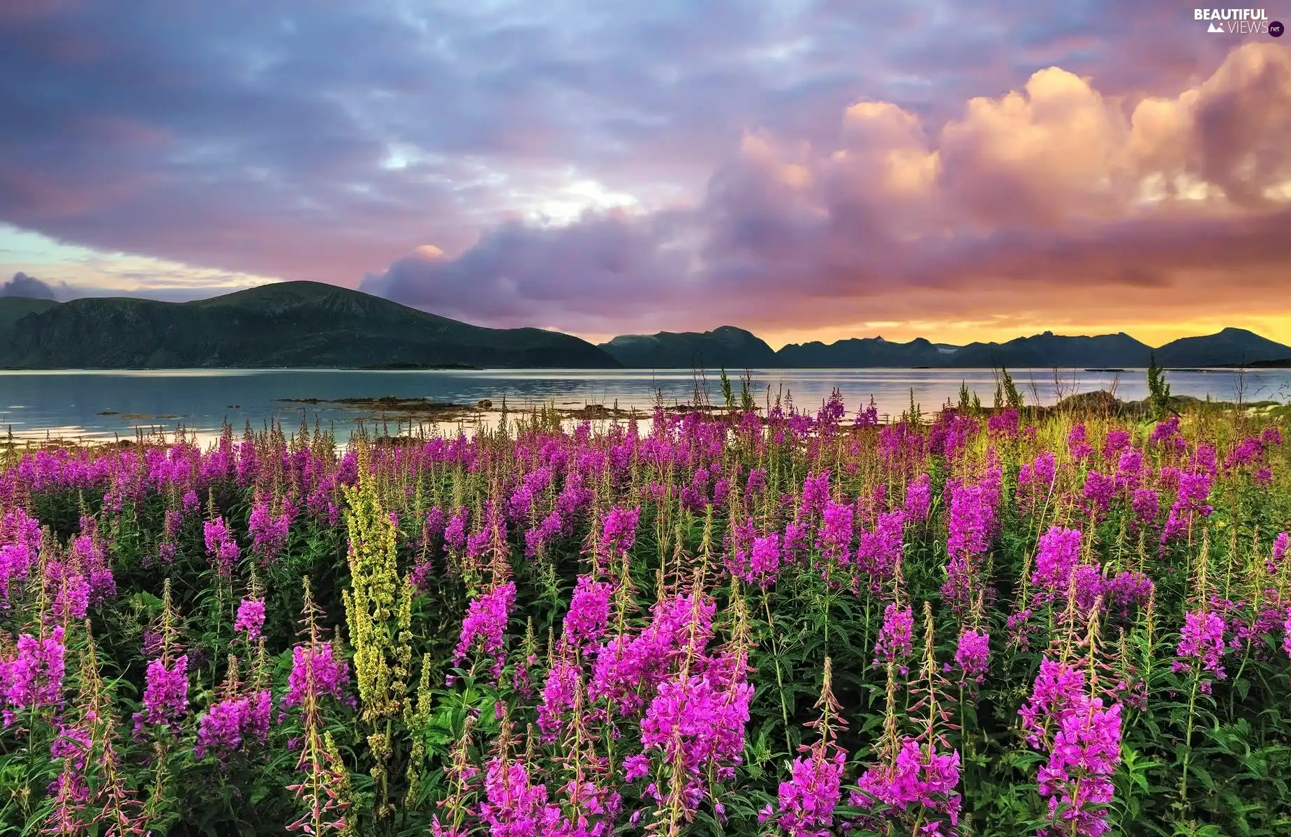 west, Flowers, lake, sun