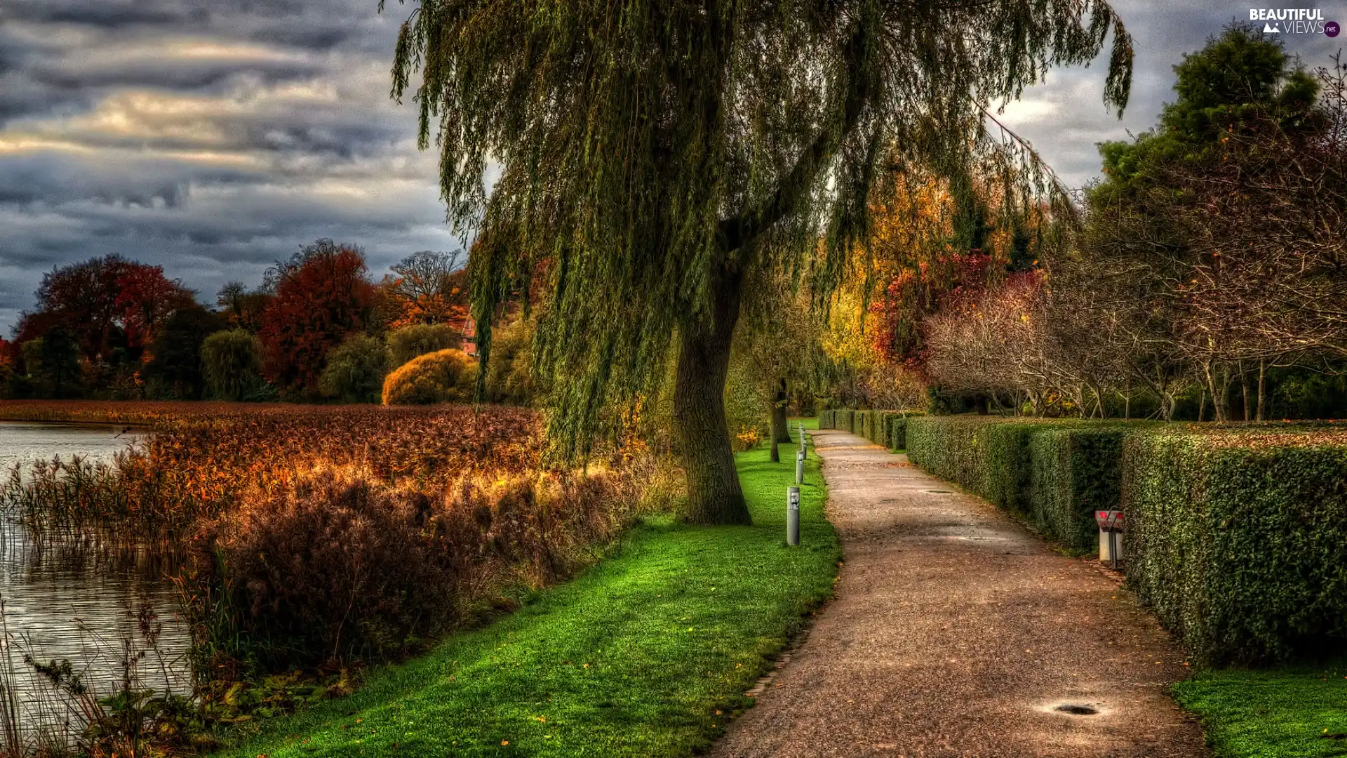 Willow, viewes, lake, trees