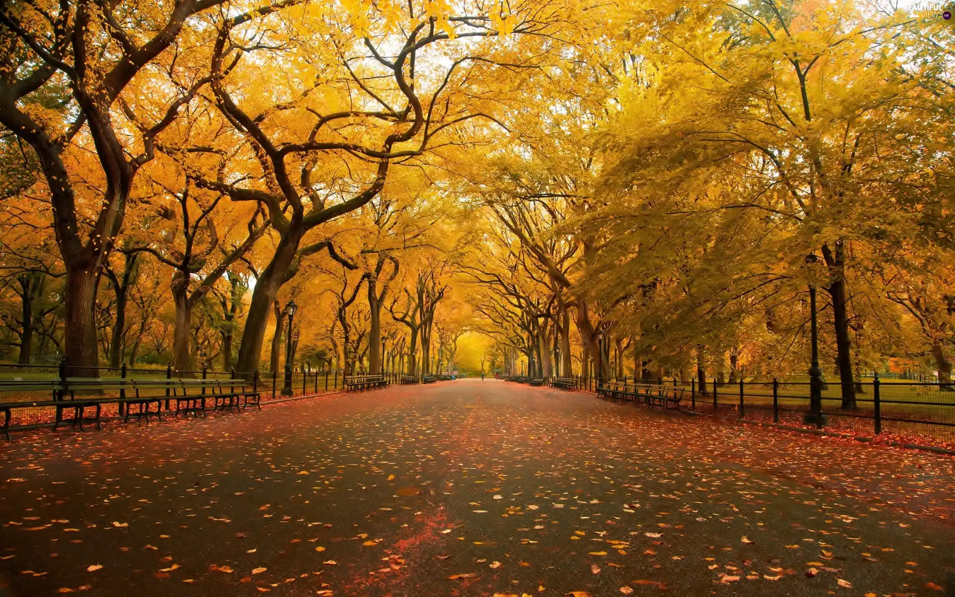 trees, New York, lane, Central Park, The United States, viewes, Leaf