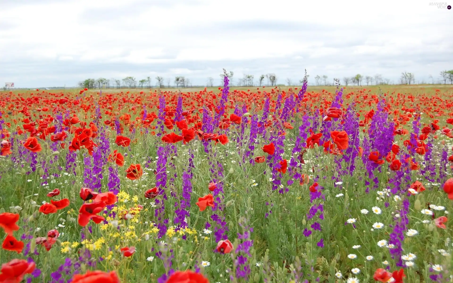 Larkspurs, Meadow, papavers