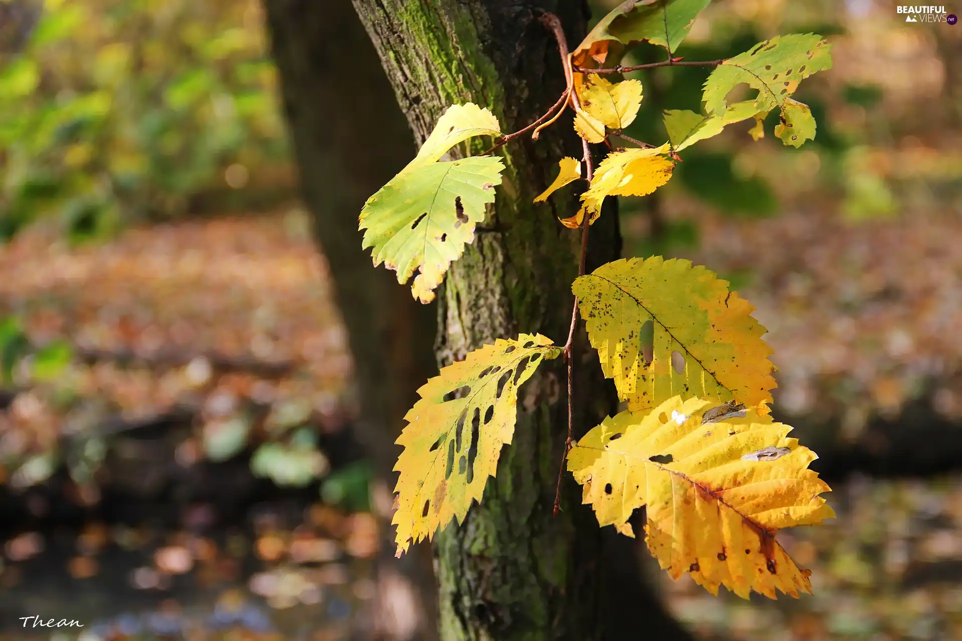 Autumn, Leaf