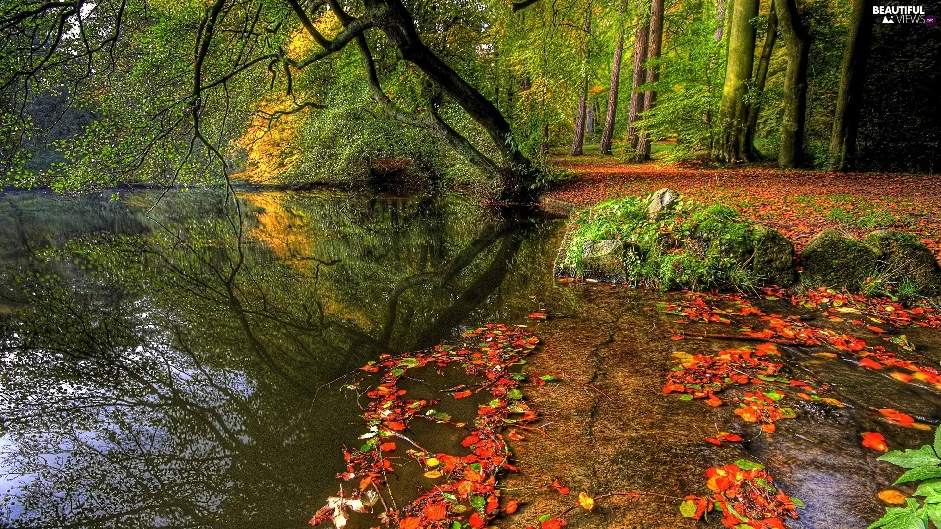 autumn, viewes, Leaf, trees