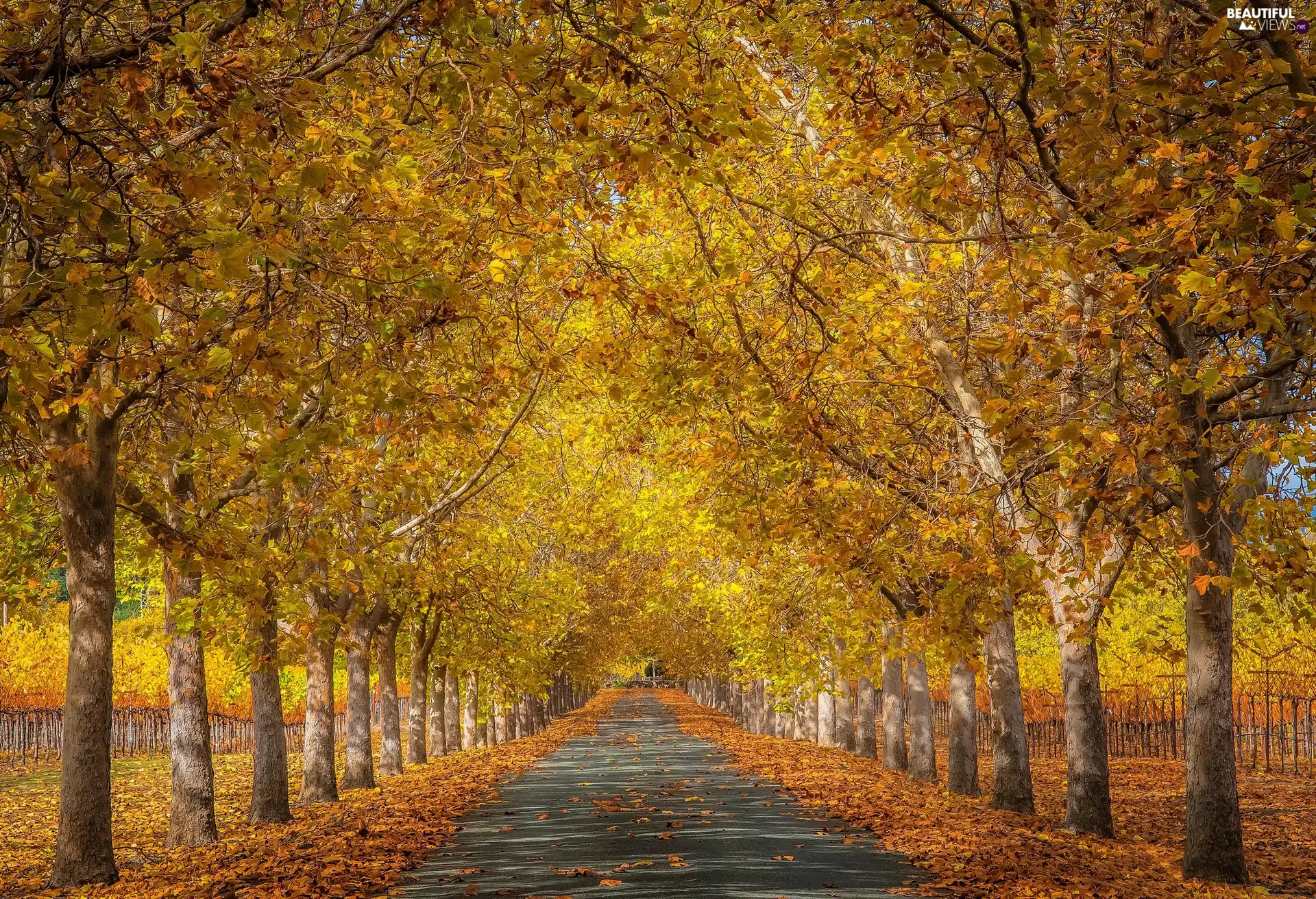 trees, autumn, Way, Leaf, viewes, Avenues