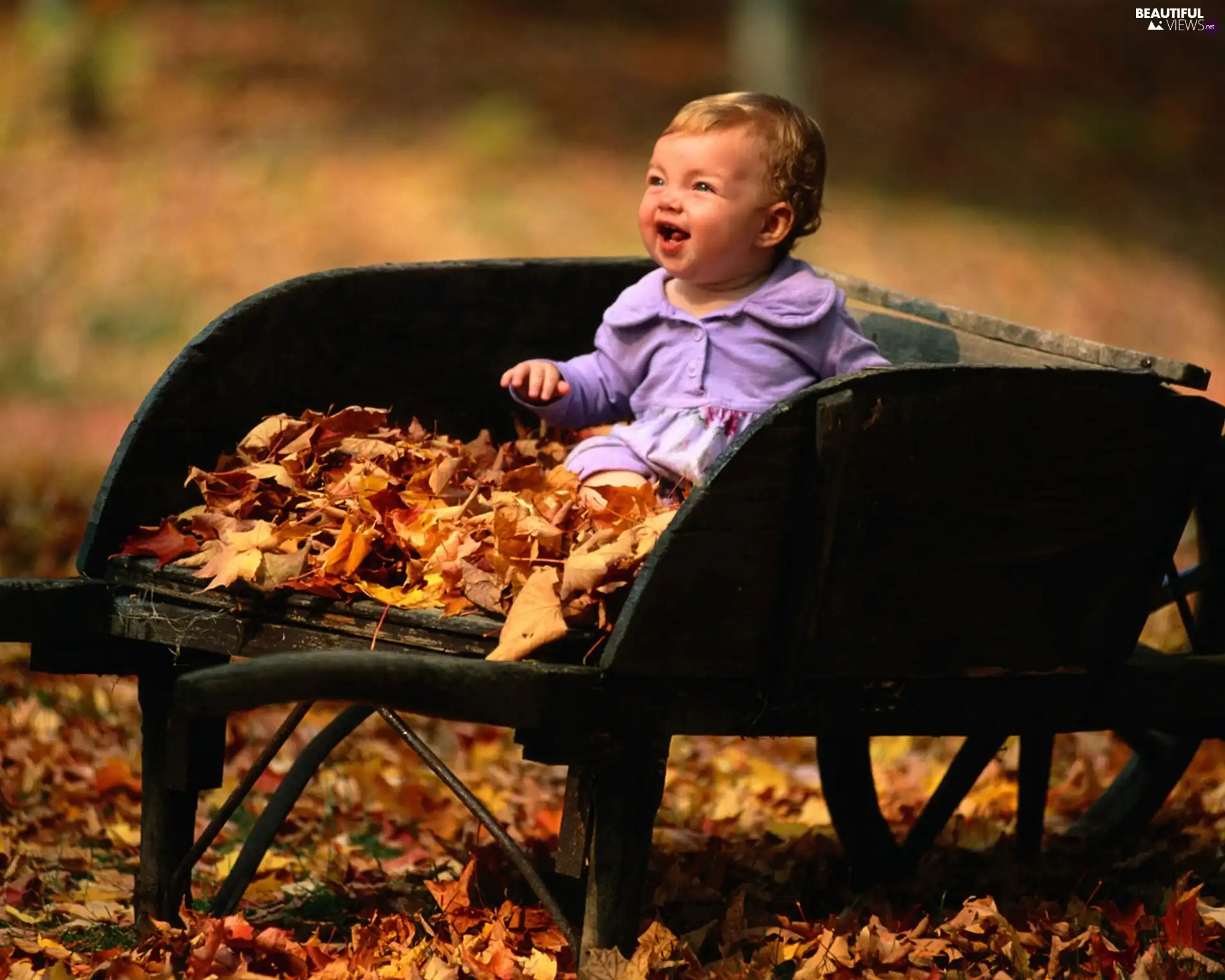 Leaf, Kid, barrow