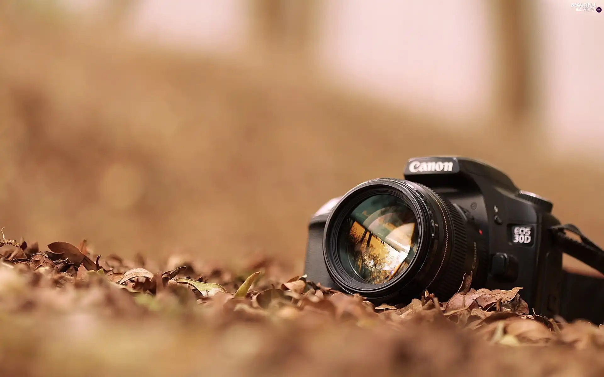 Camera, Autumn, Leaf, Canon