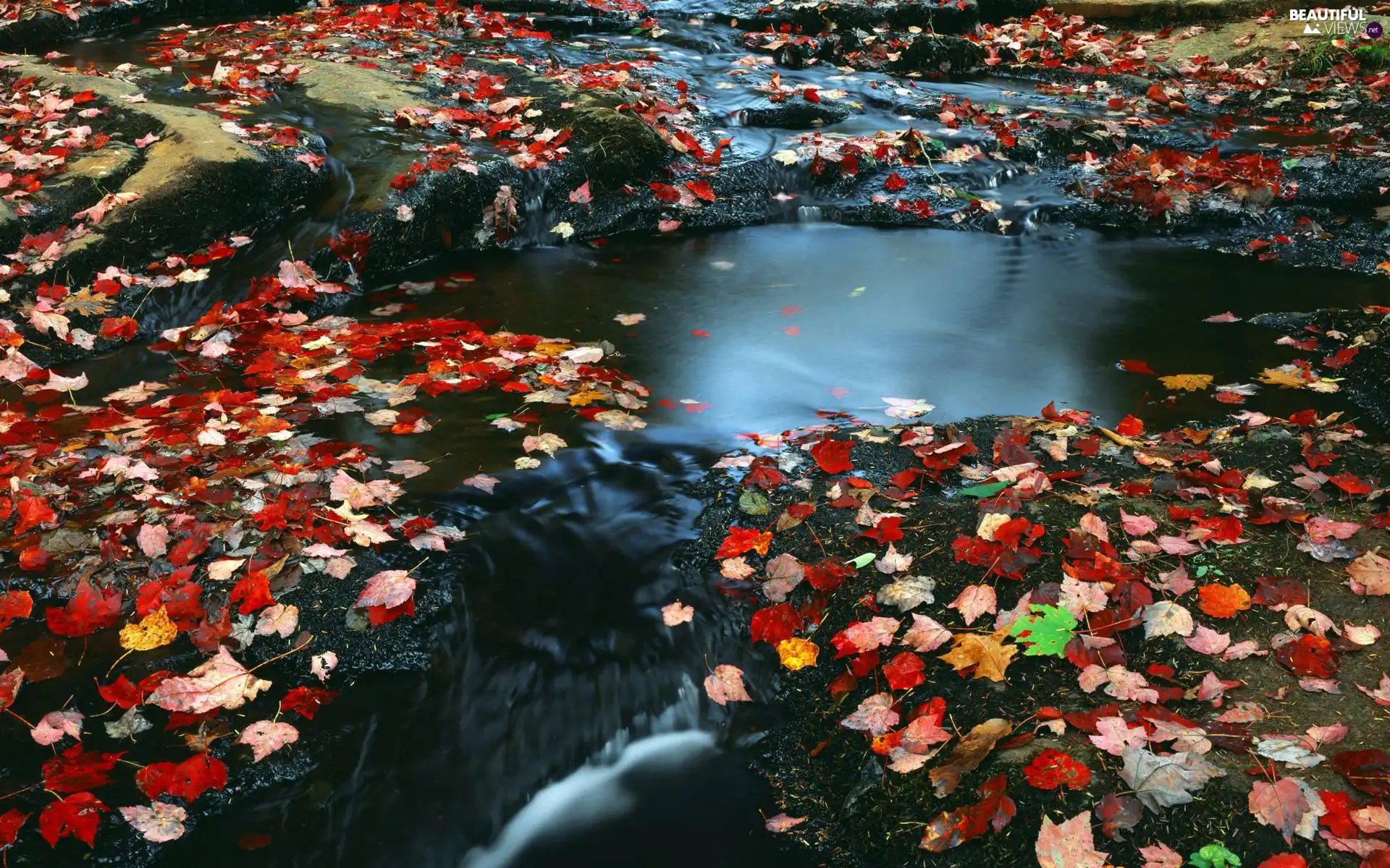 Leaf, brook, color