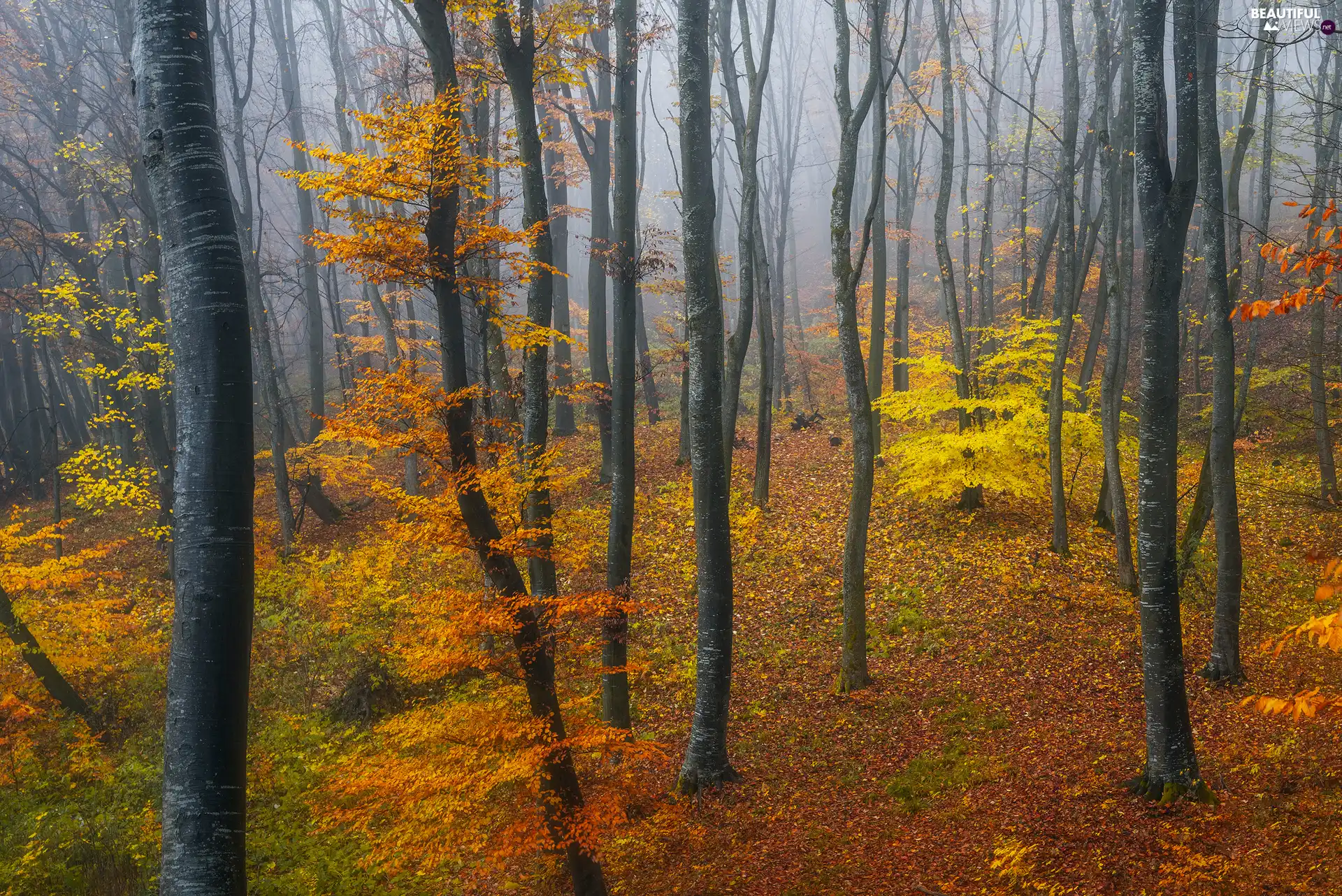 trees, autumn, Bush, Leaf, viewes, forest