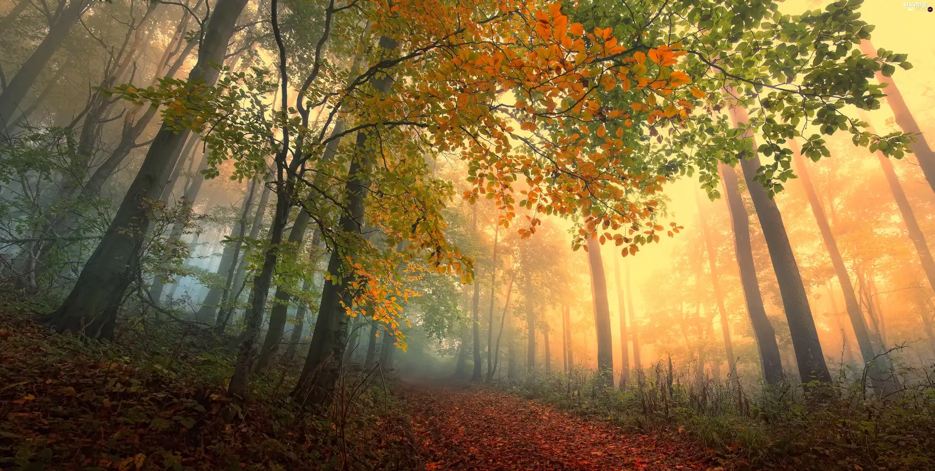 forest, viewes, Leaf, trees