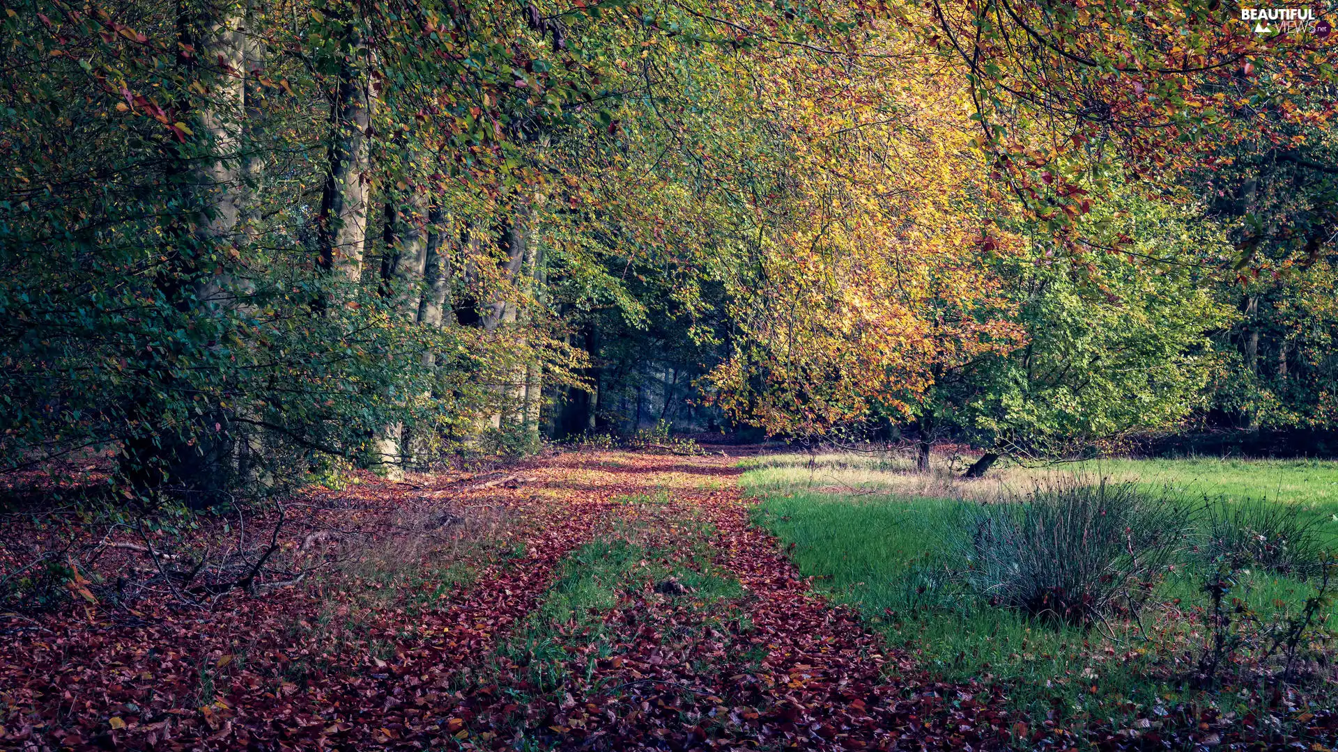 viewes, Path, grass, fallen, Green, trees, forest, Leaf