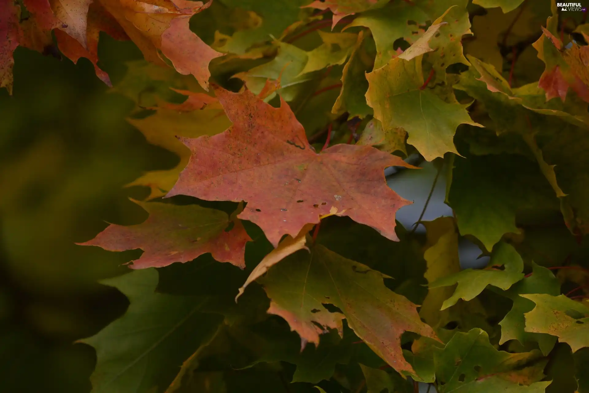 maple, Colored, Leaf, Autumn