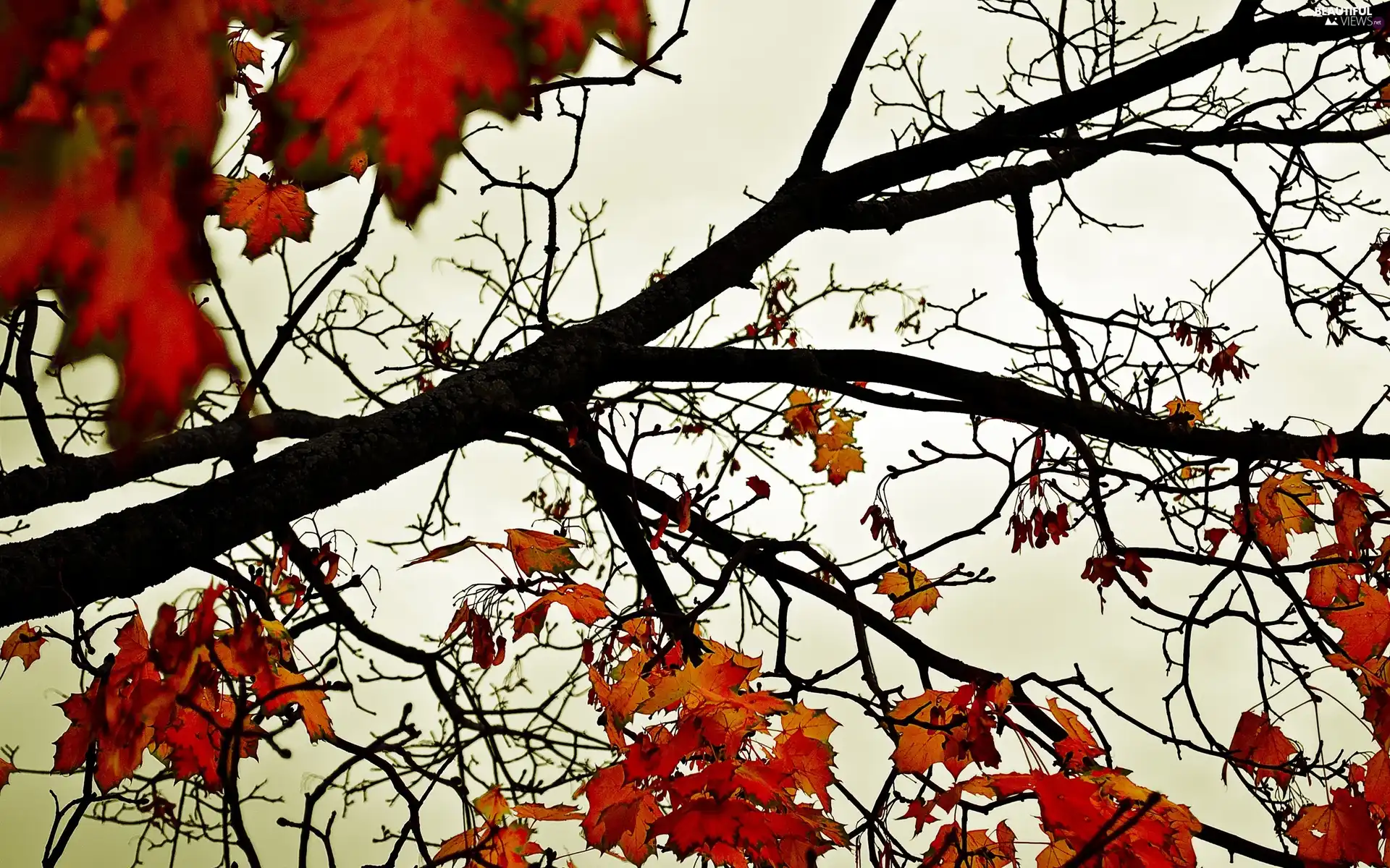 branch pics, Red, Leaf