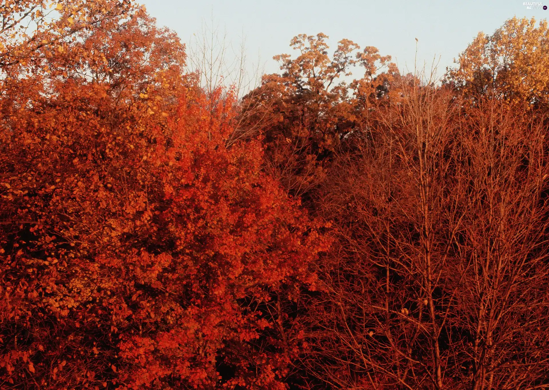 Leaf, branch pics, leaved, color, forest