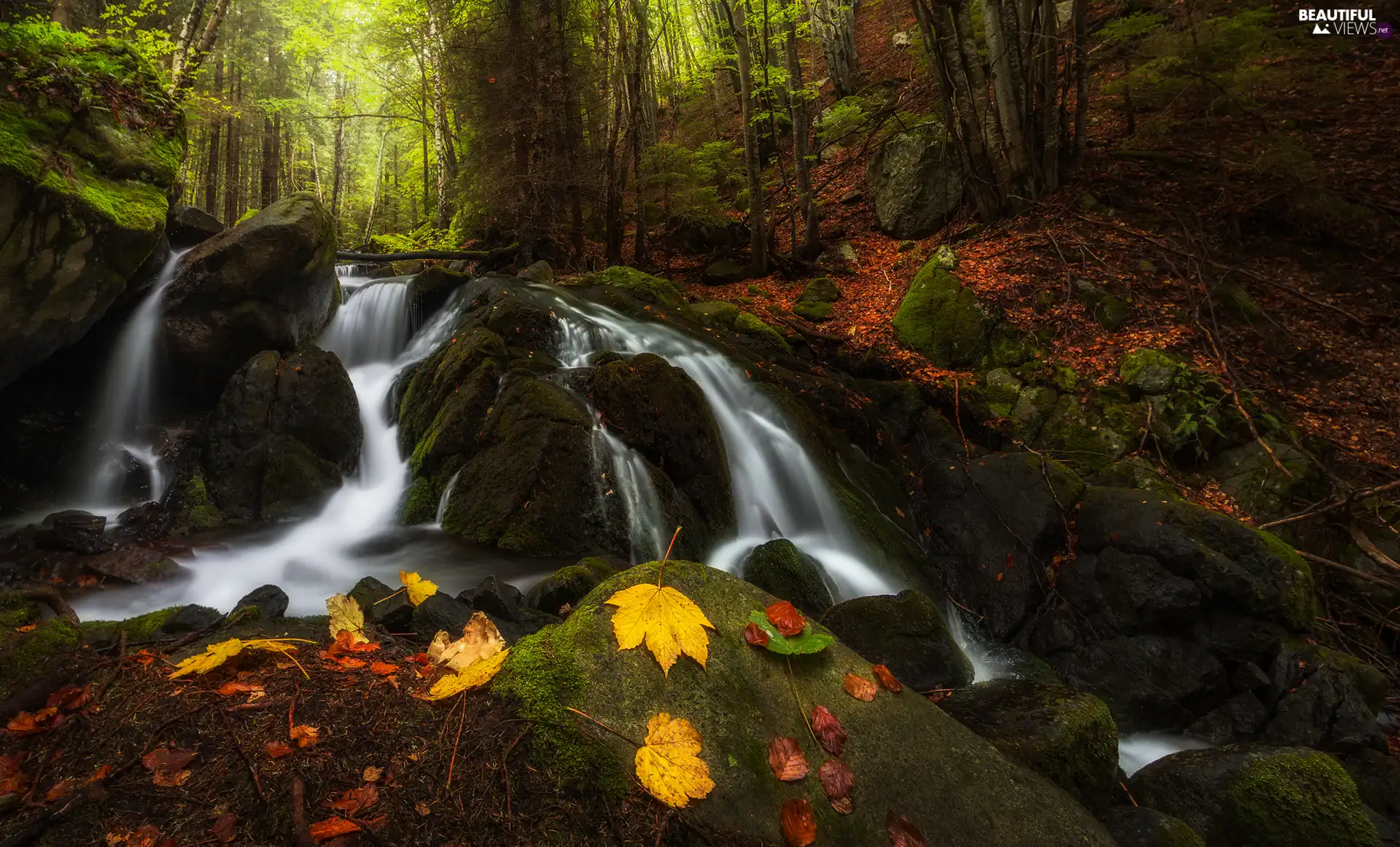 mossy, forest, Stones, Leaf, rocks, River