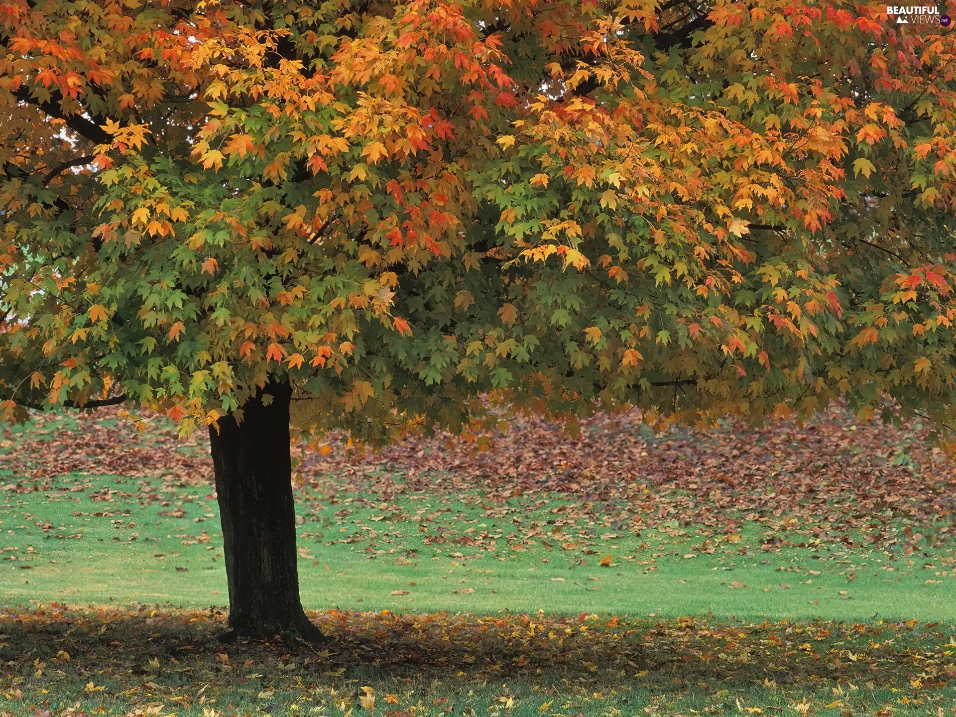 trees, green ones, Leaf, yellow