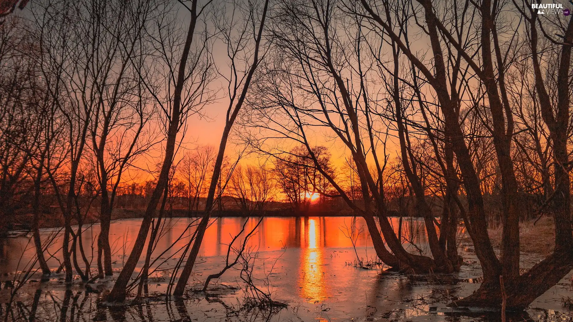 trees, Pond - car, autumn, Great Sunsets, viewes, leafless