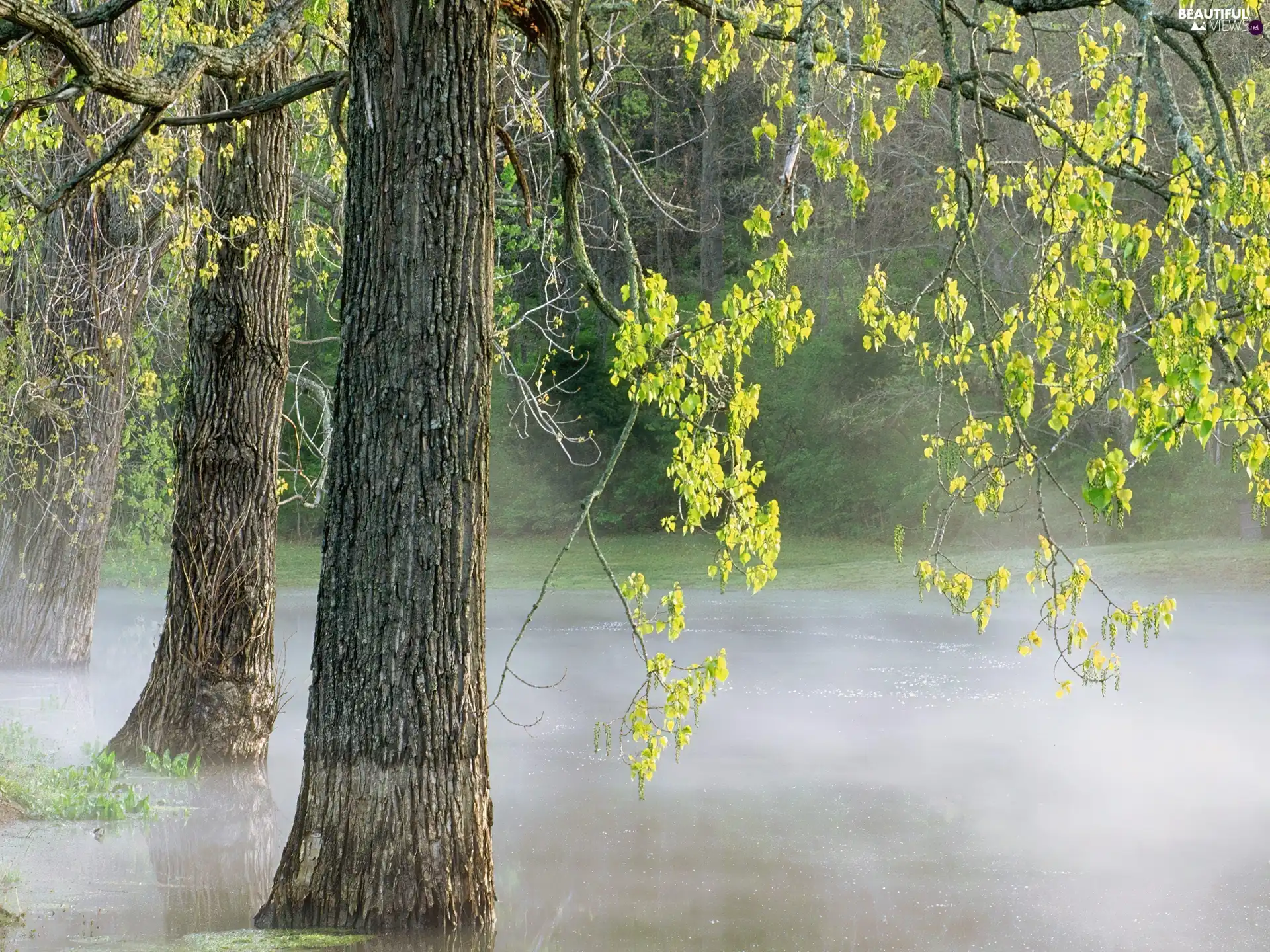 leaves, Fog, viewes, green ones, trees