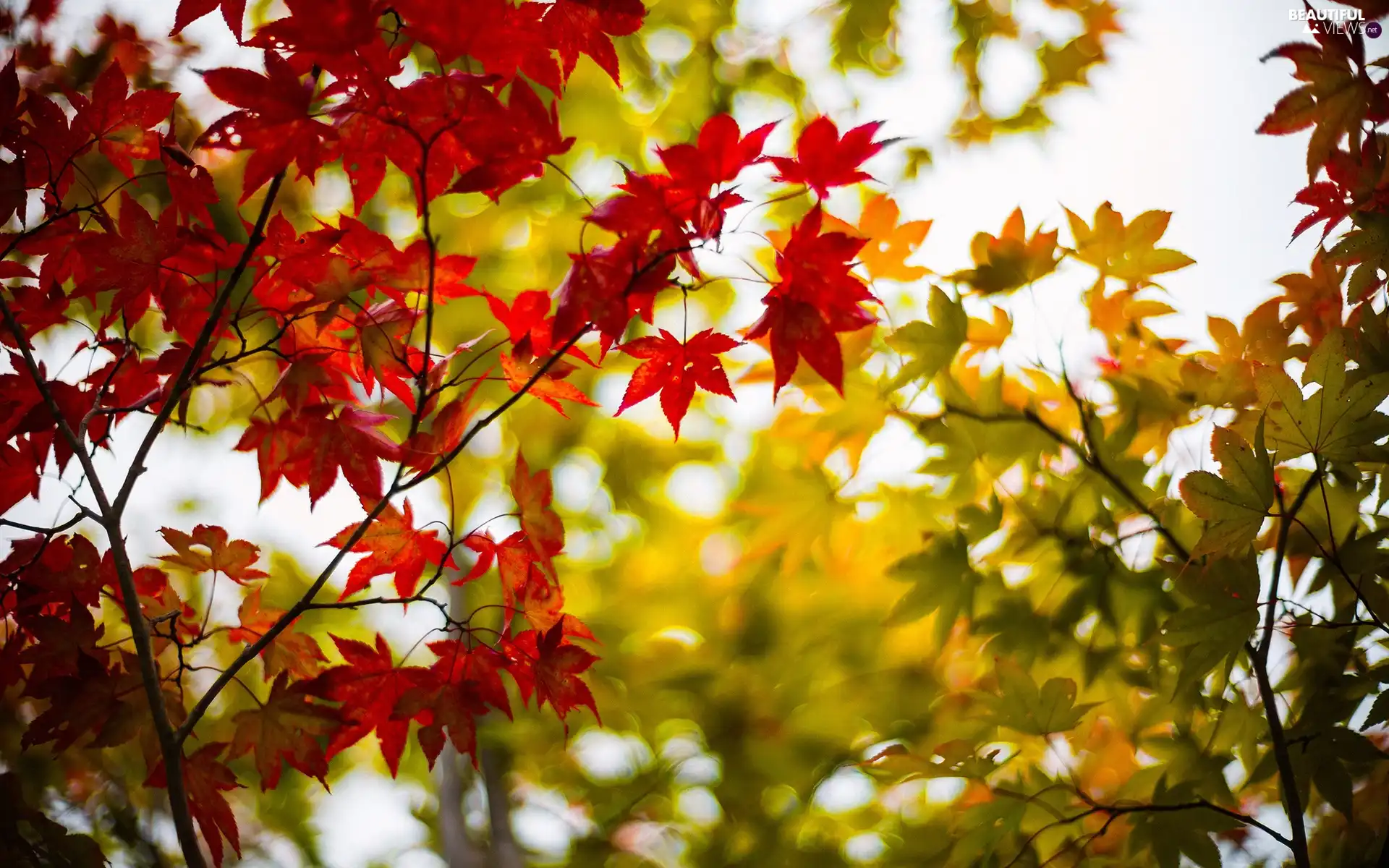 Leaf, ligh, autumn, sun, luminosity, viewes, trees, flash