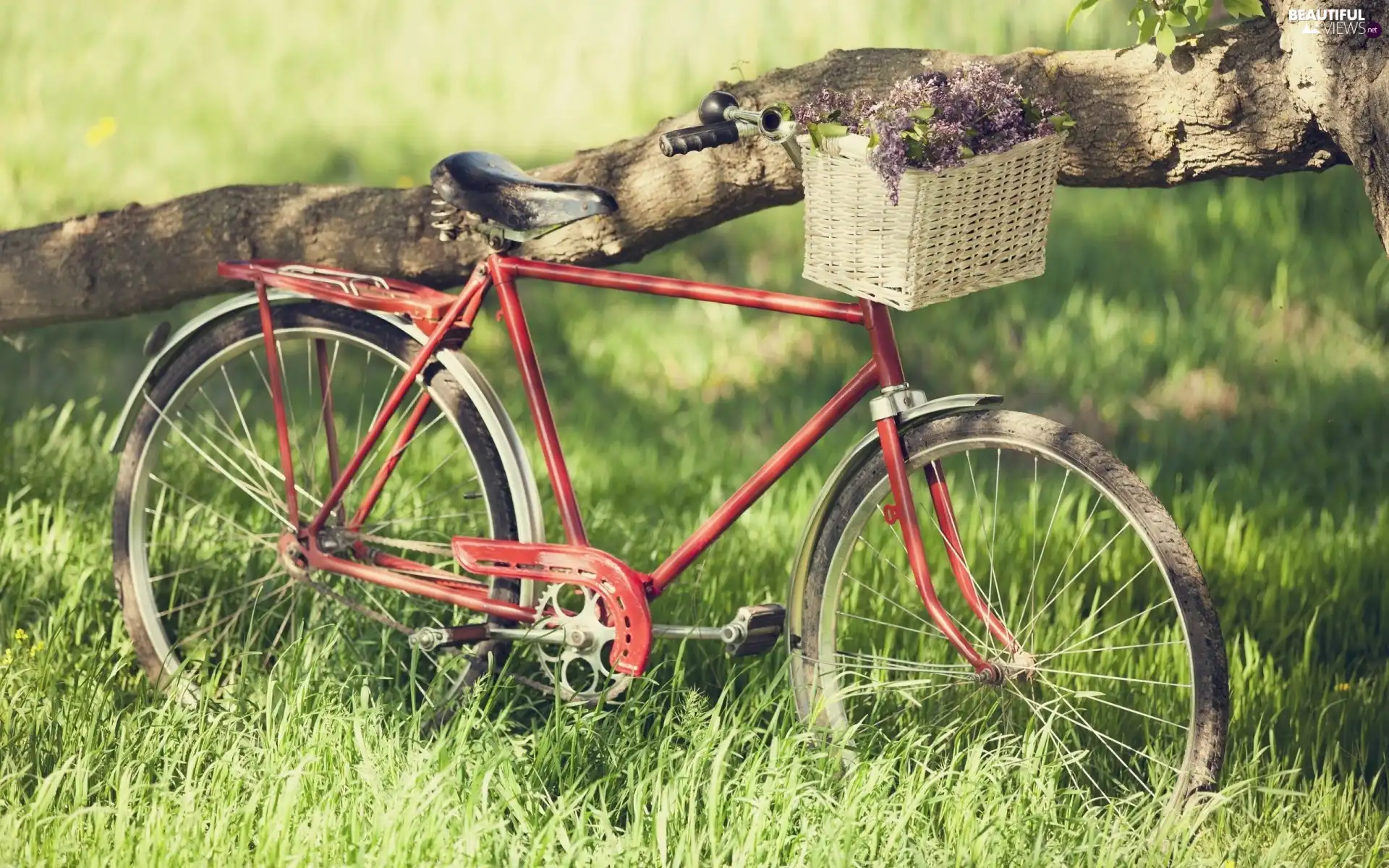 Bike, basket, Lilacs, Meadow