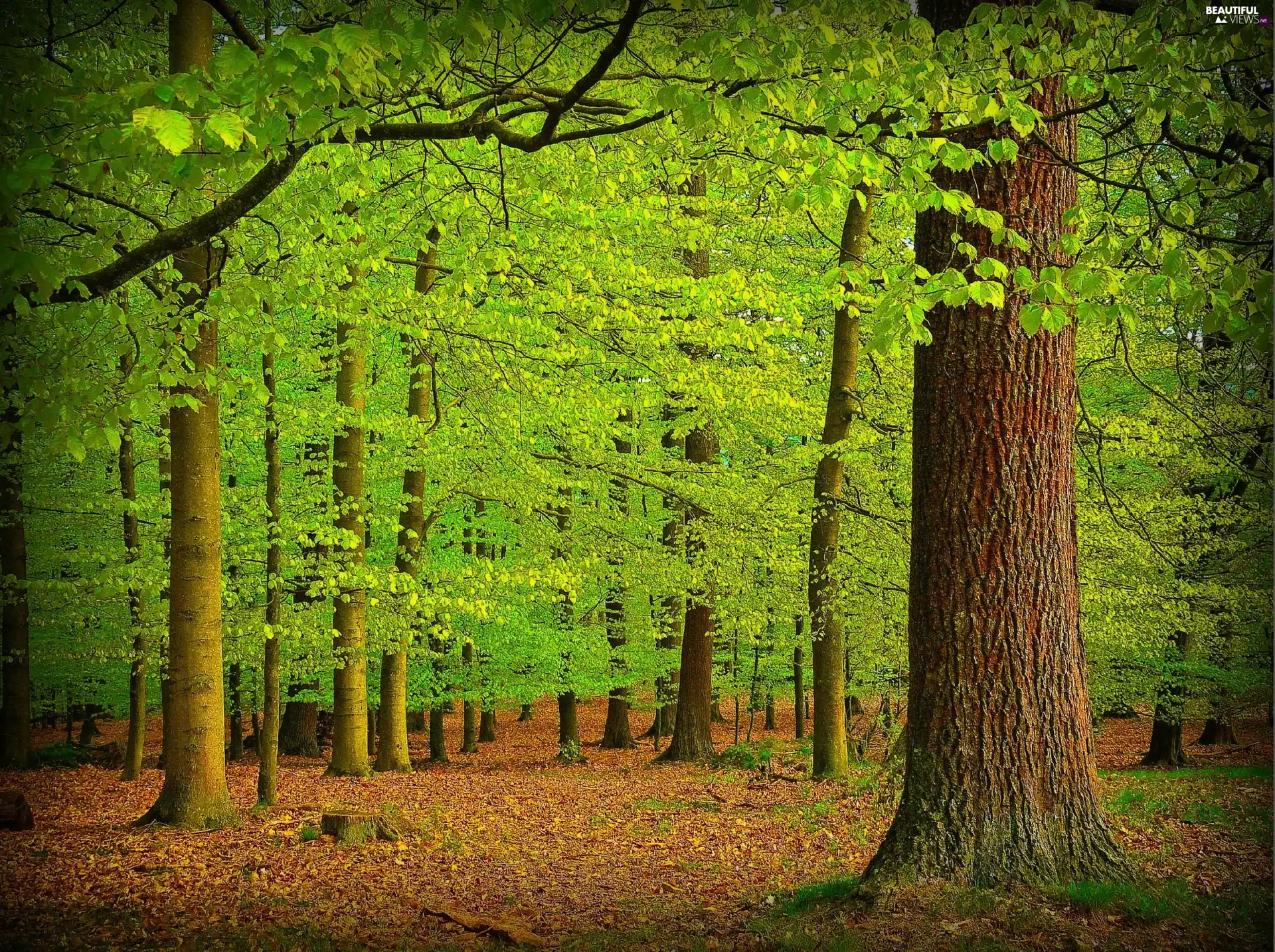 forest, viewes, litter, trees