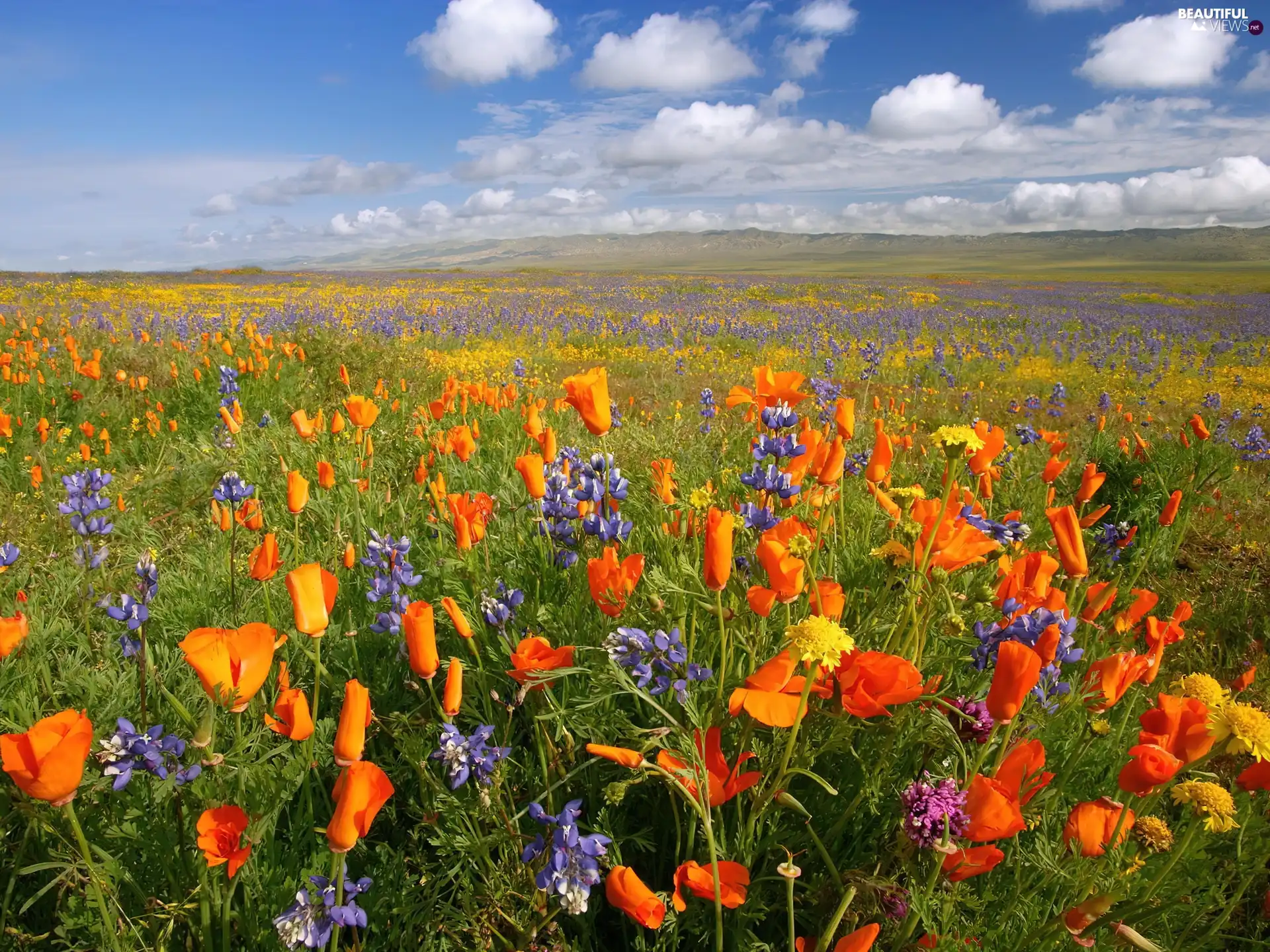 lupine, Meadow, papavers