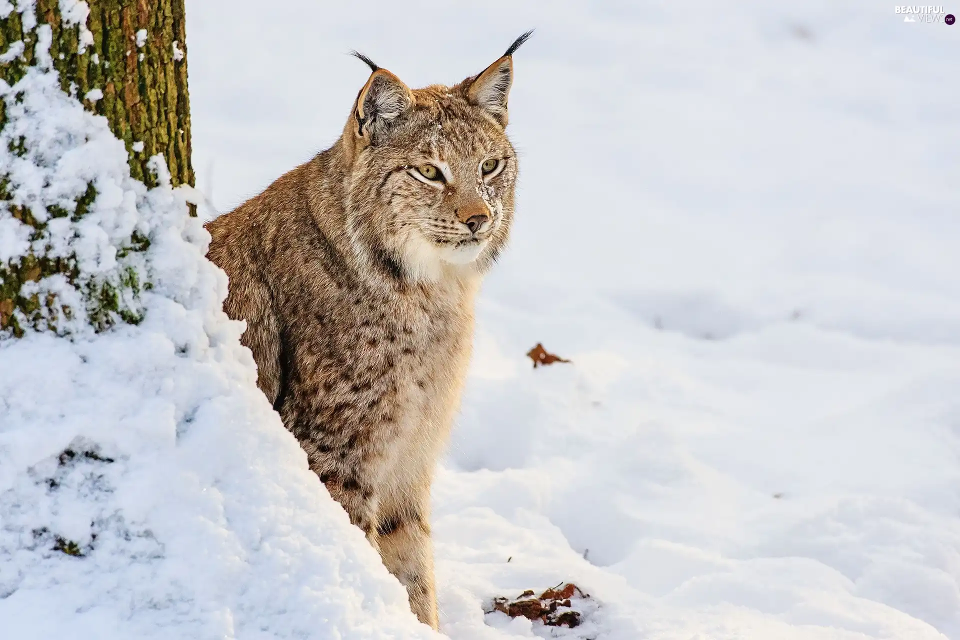 Lynx, winter, gazing