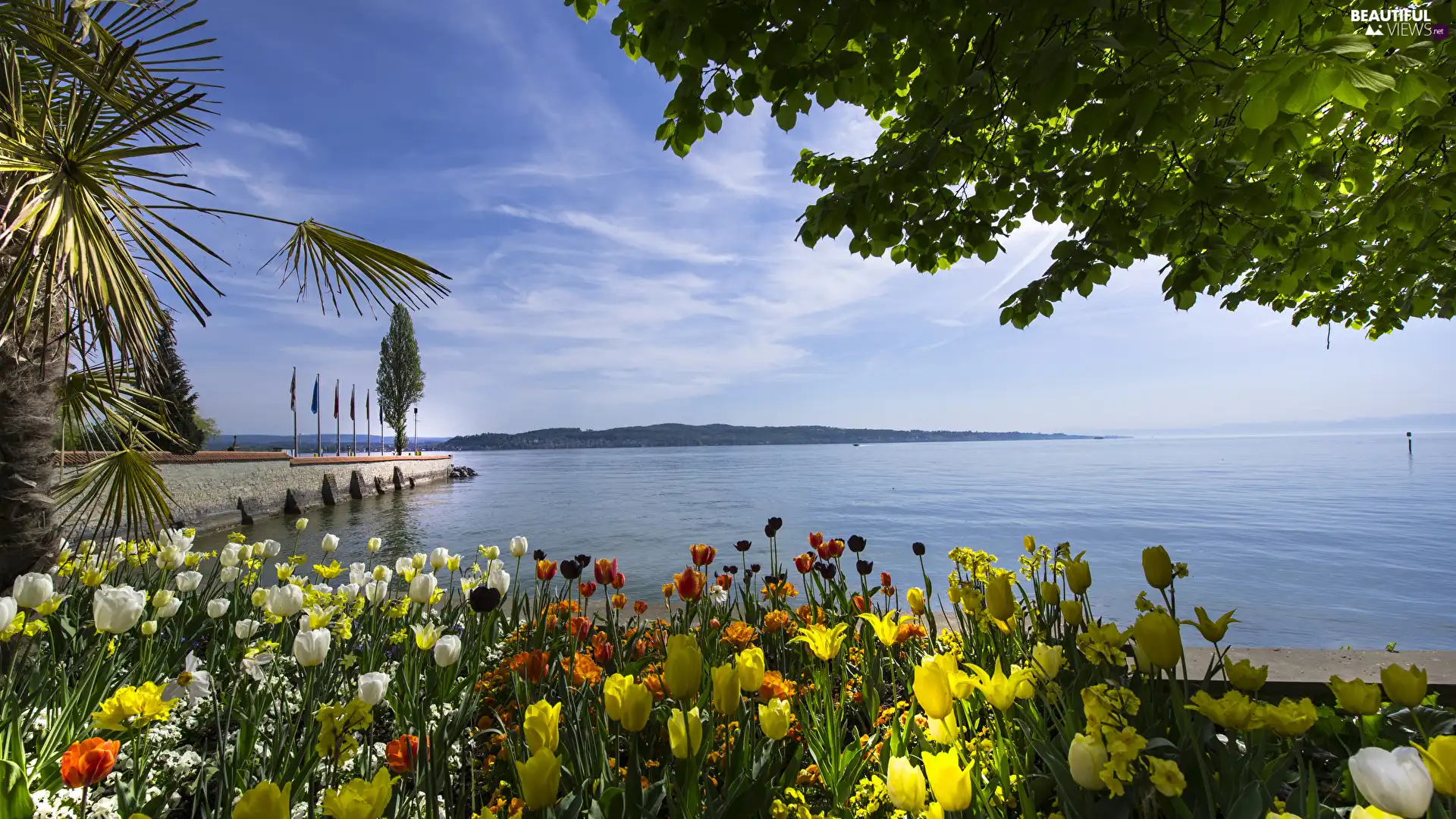 Germany, Bodensee, Tulips, Mainau Bay Island