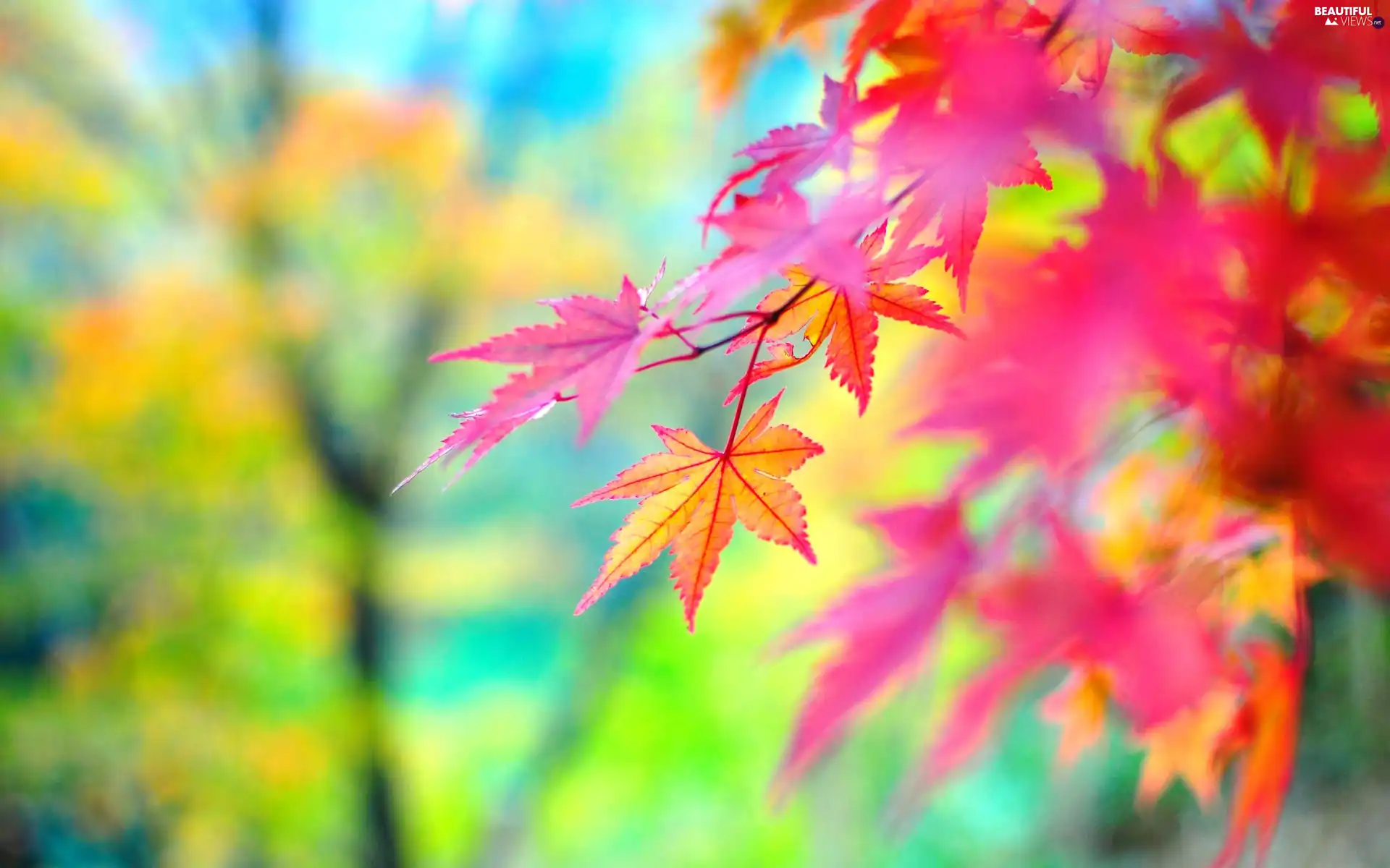 maple, Autumn, Leaf