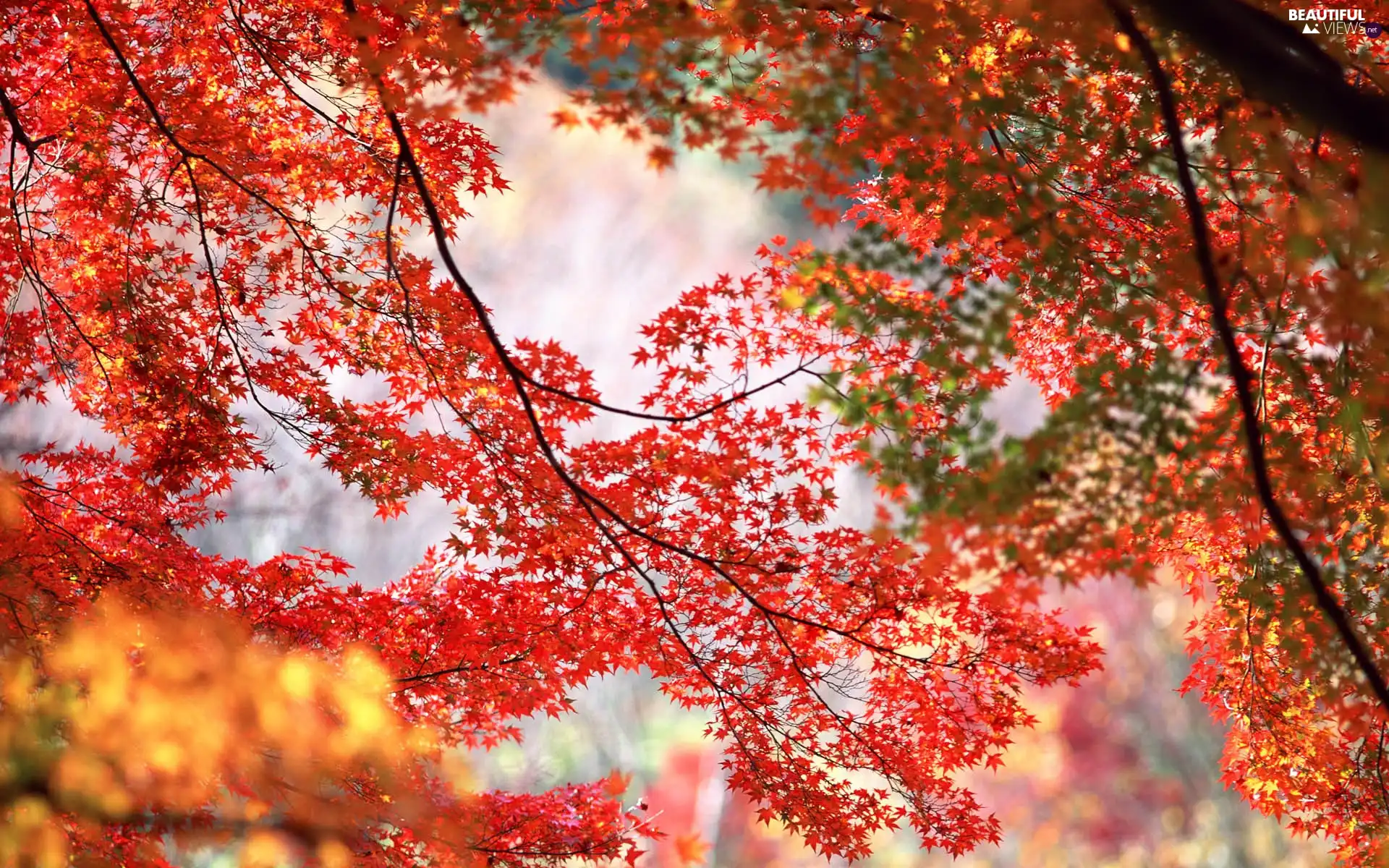 maple, trees, Red