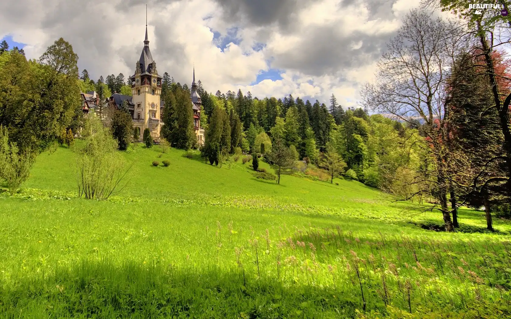 Castle, hill, Meadow, an