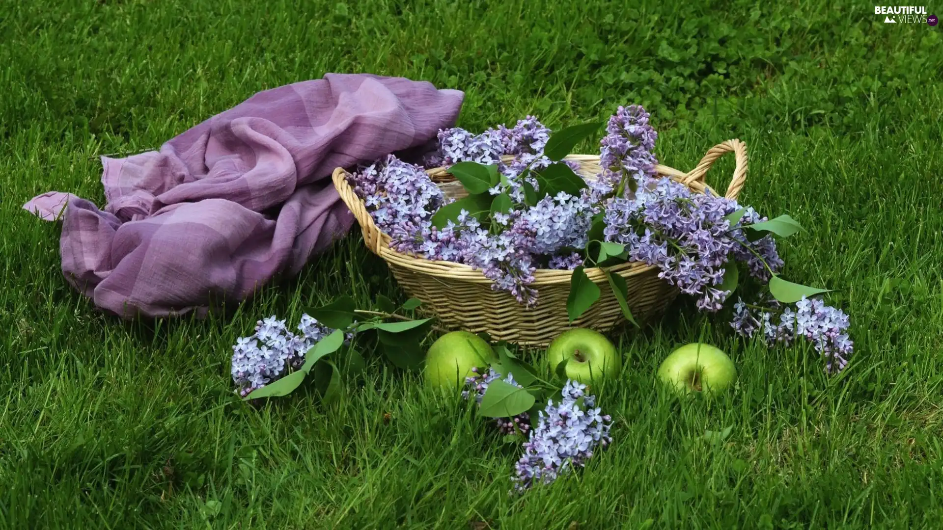 Meadow, composition, apples, basket, without