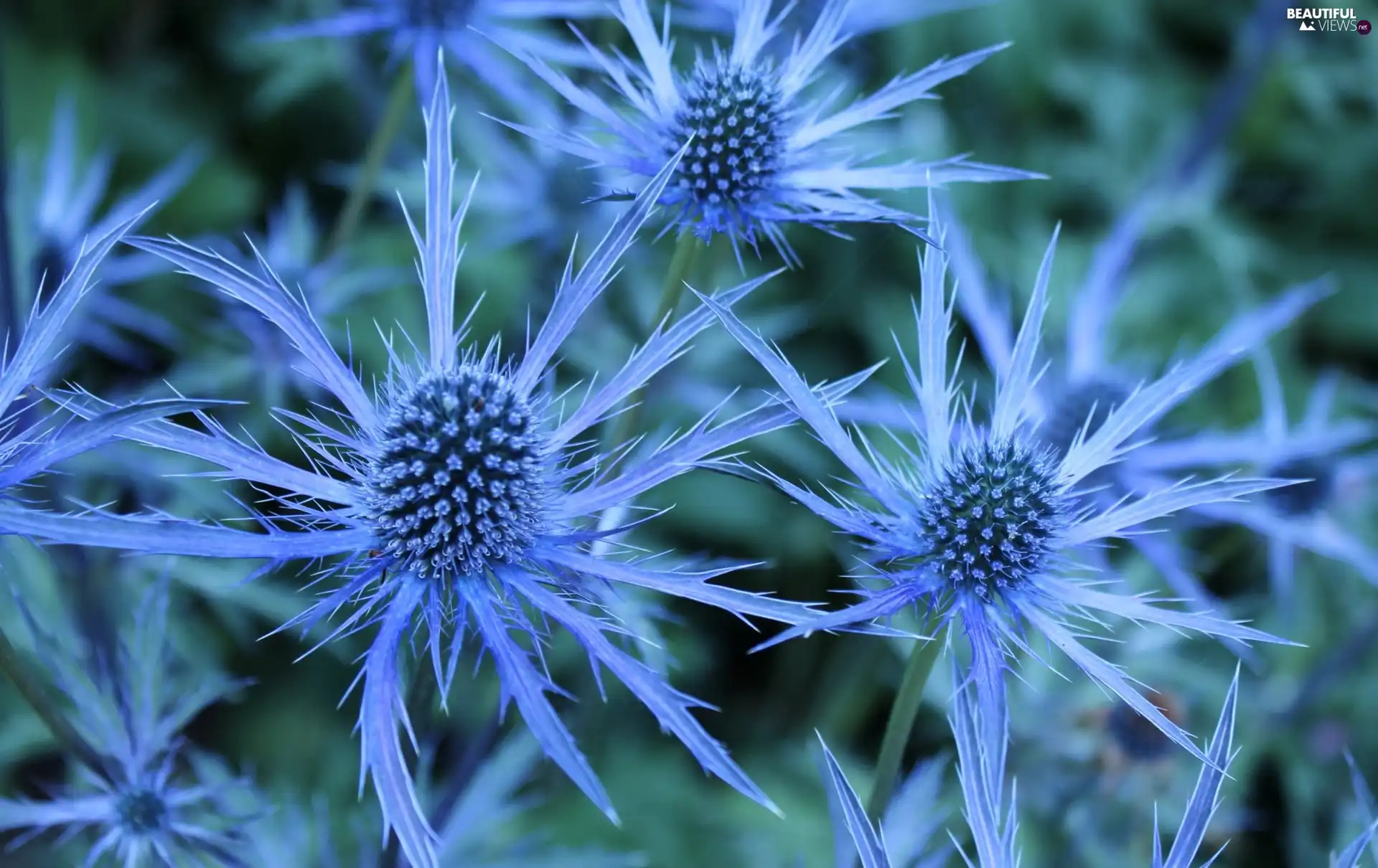 Meadow, Blue, Flowers