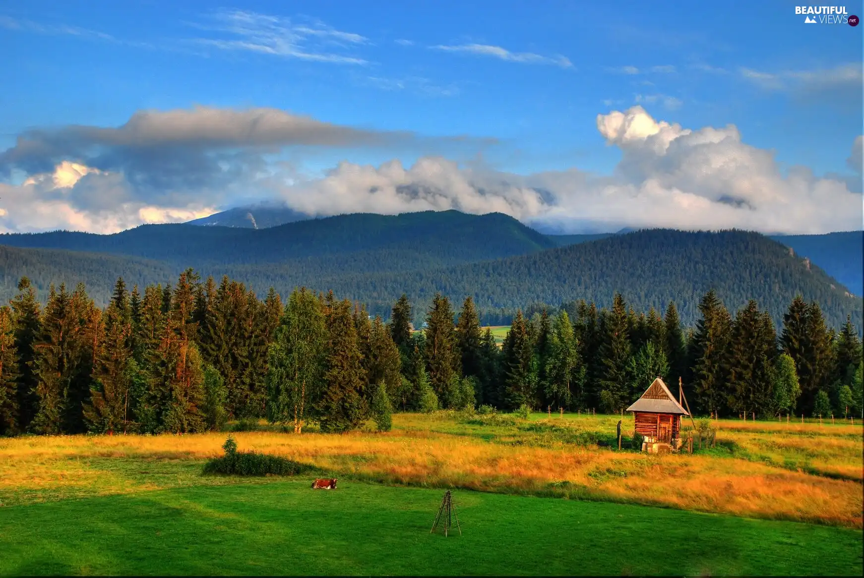 forest, clouds, Meadow, Mountains