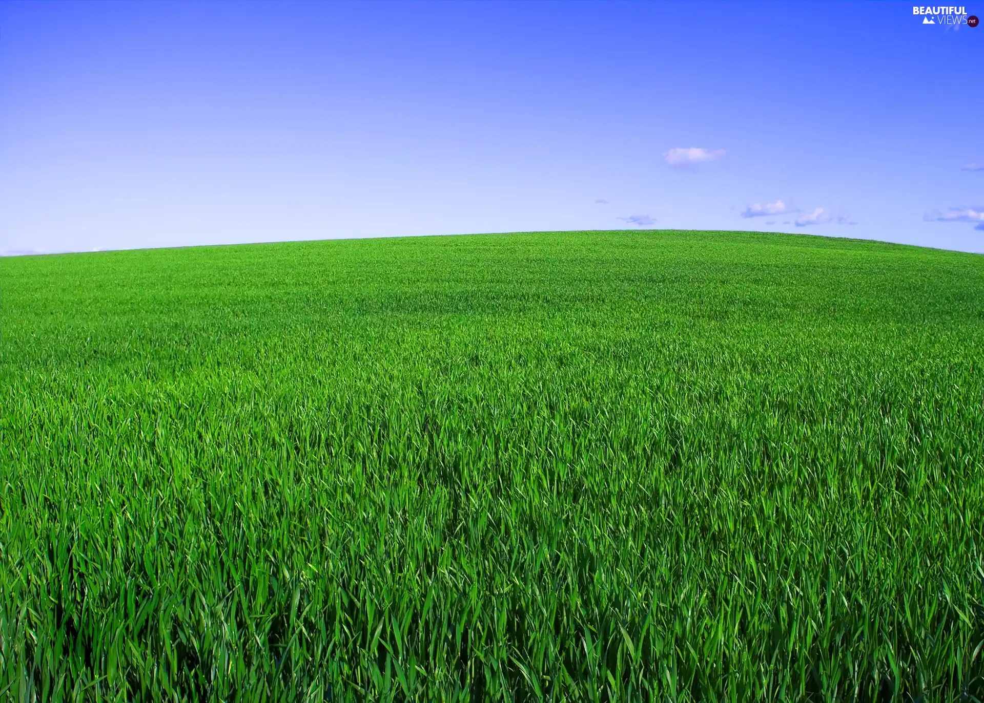 Green, Meadow