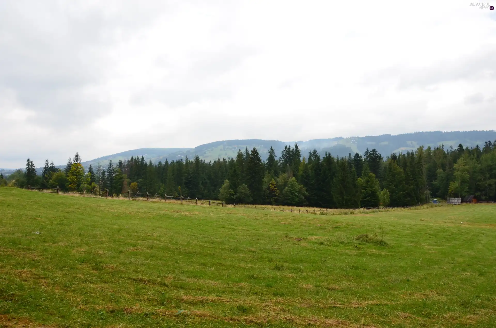 gubalowka, Meadow