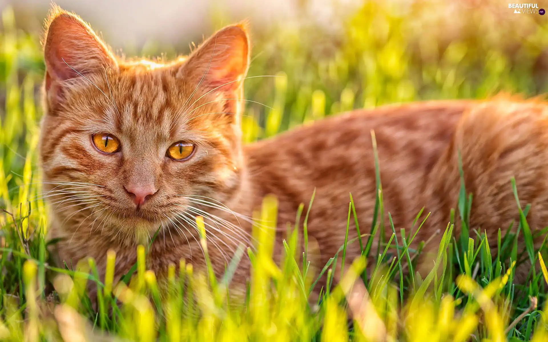 Meadow, ginger, kitten