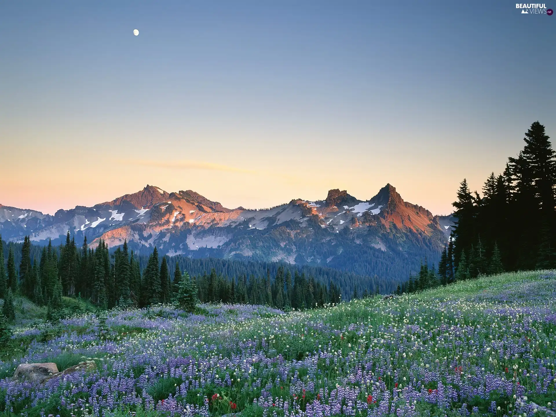 Mountains, Meadow