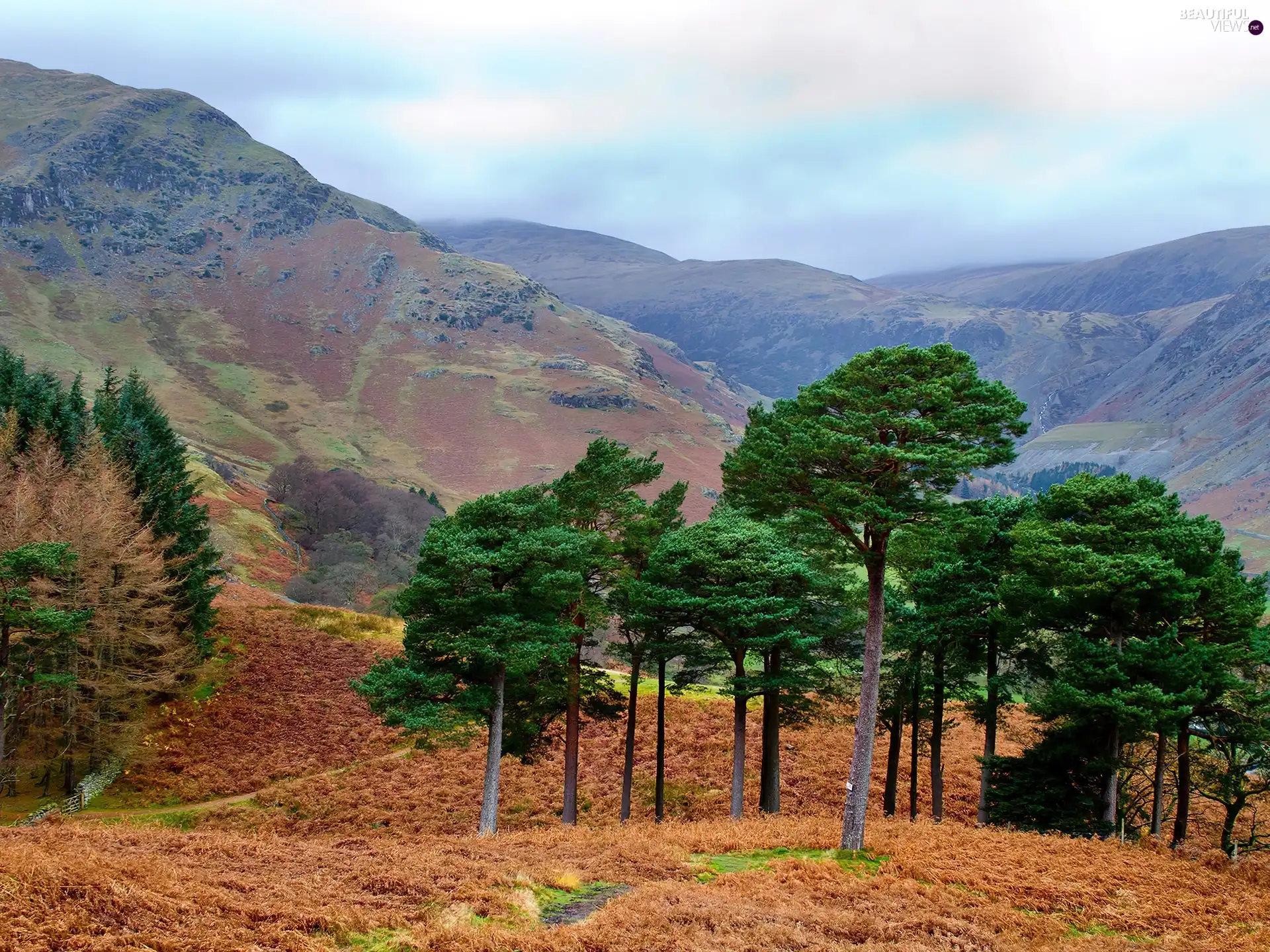 Mountains, viewes, Meadow, trees