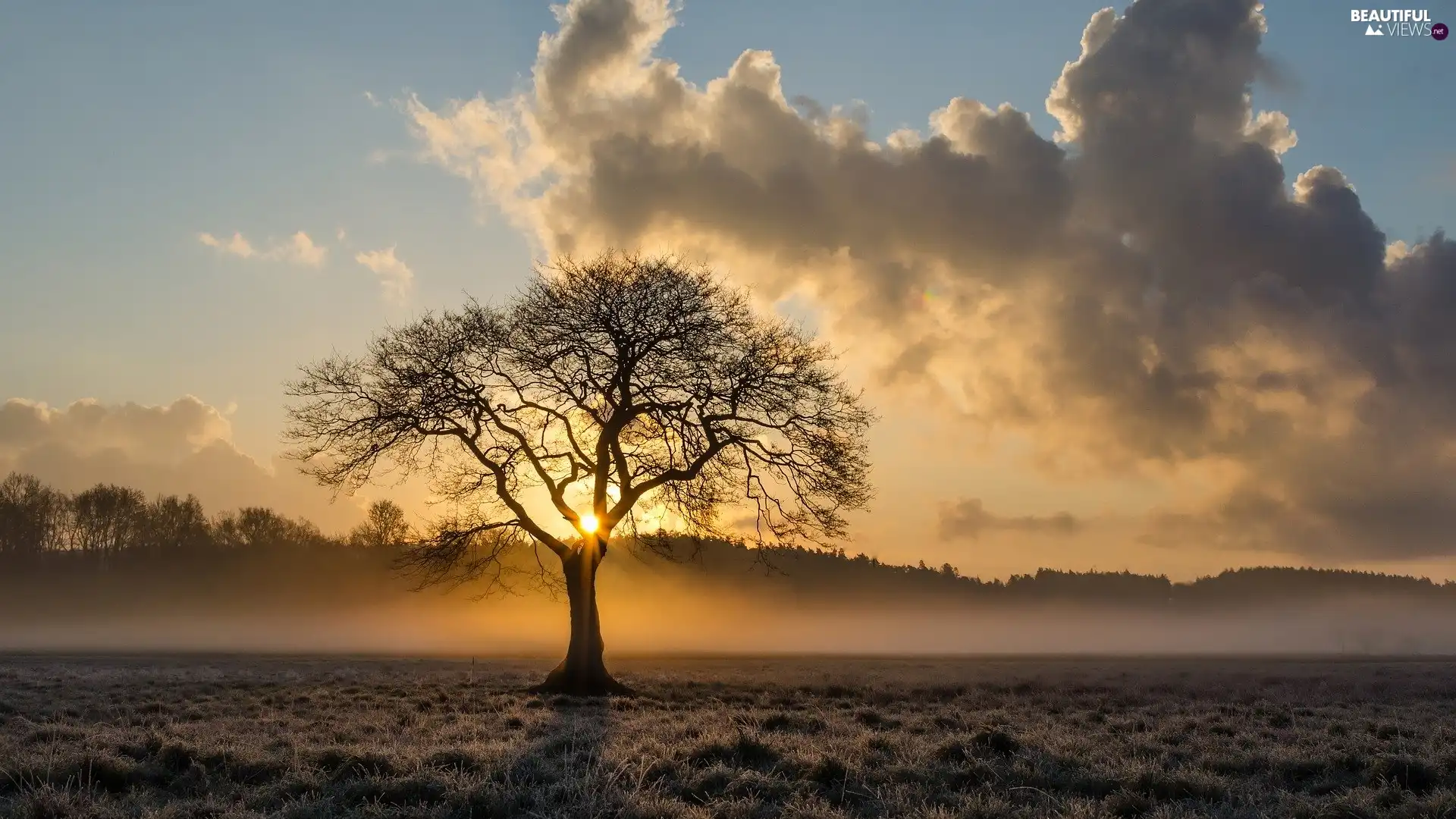 Fog, Sunrise, trees, rays of the Sun, Meadow