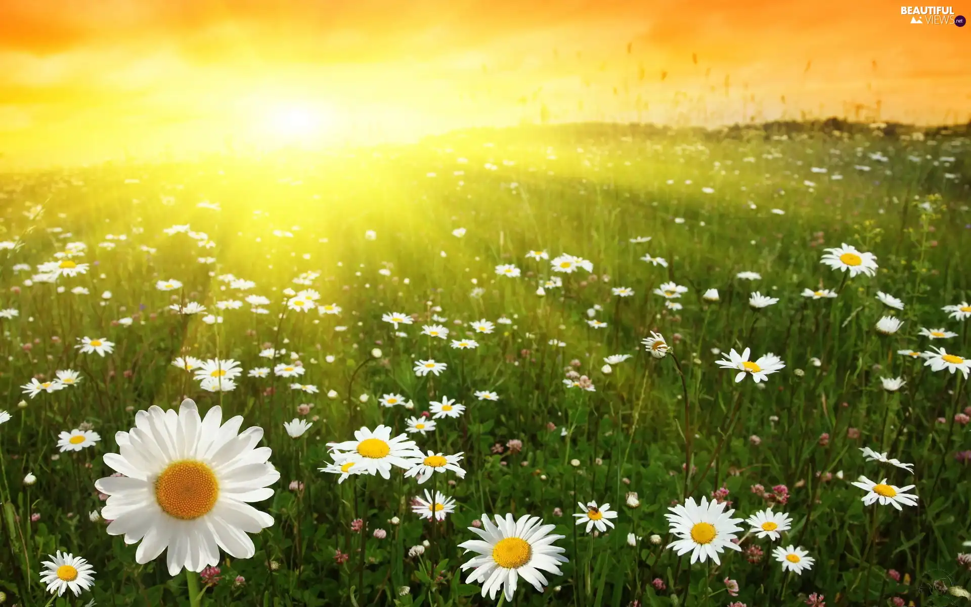 daisy, Great Sunsets, Meadow