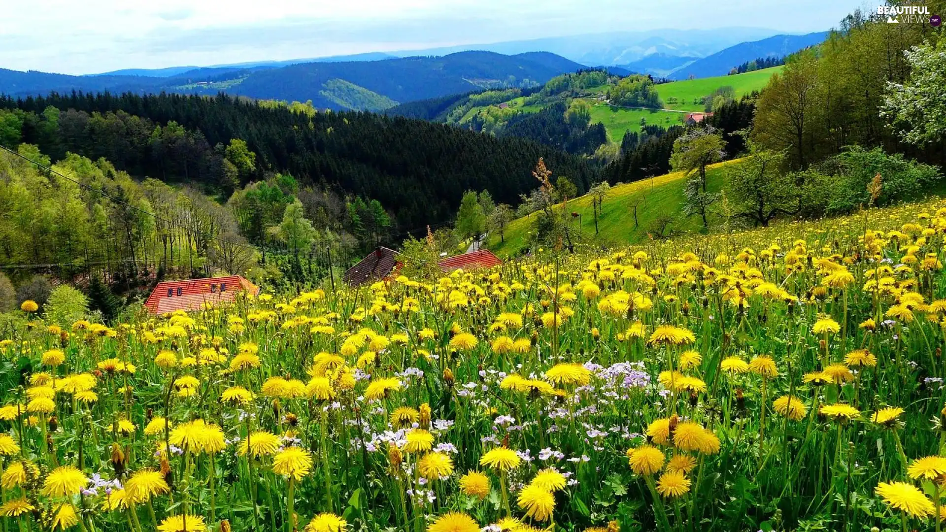 Meadow, Mountains, woods