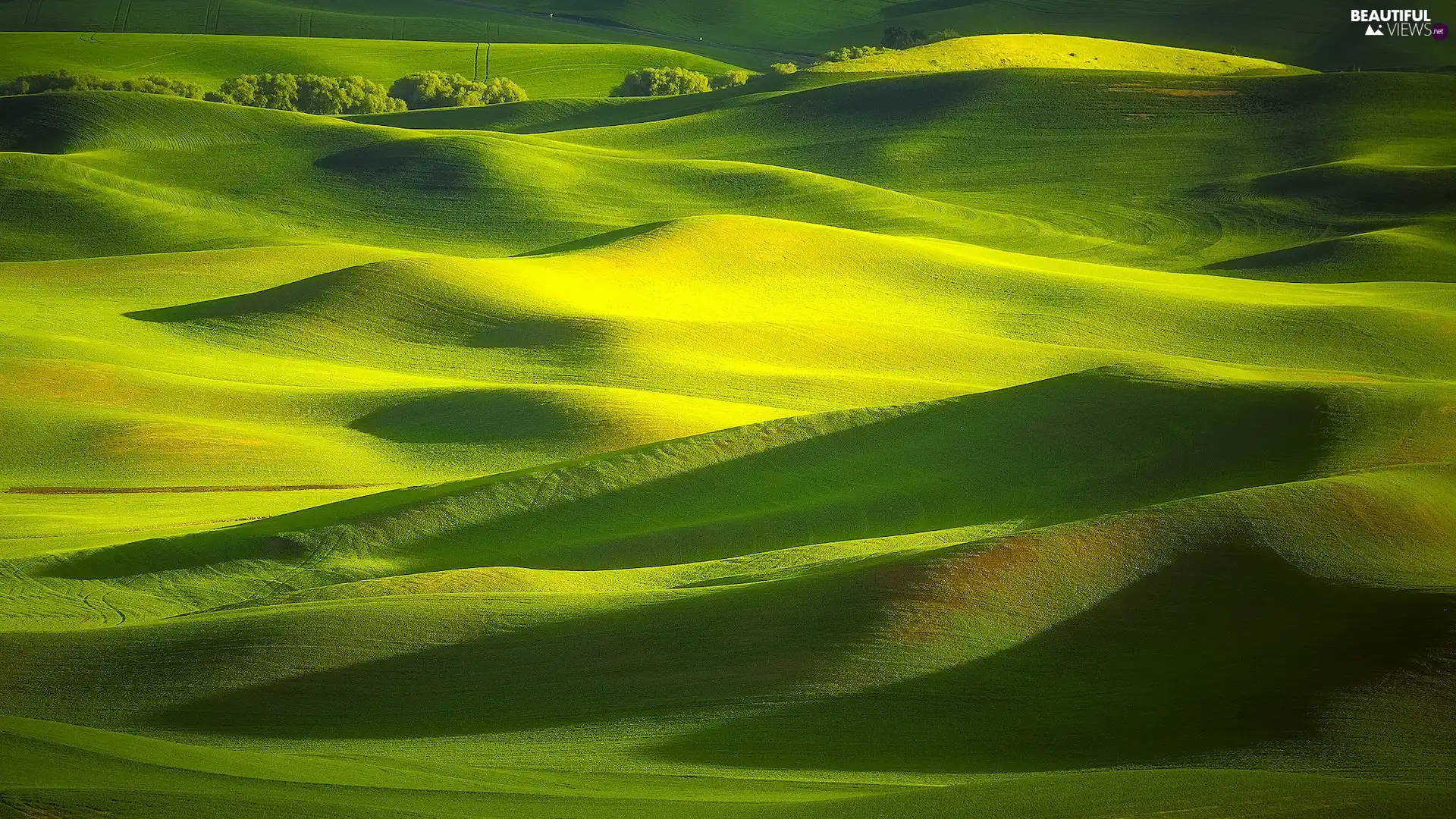 trees, viewes, The United States, The Hills, Washington State, medows, field, Palouse