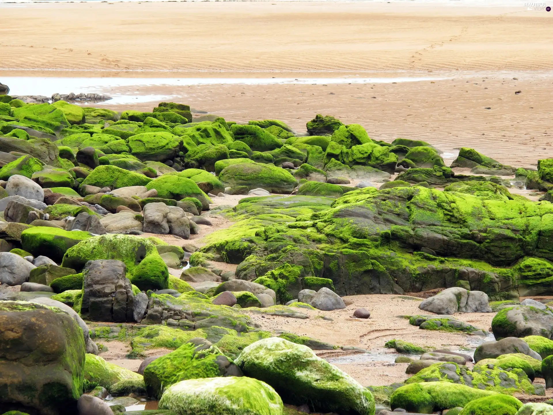 moss, Stones, Covered