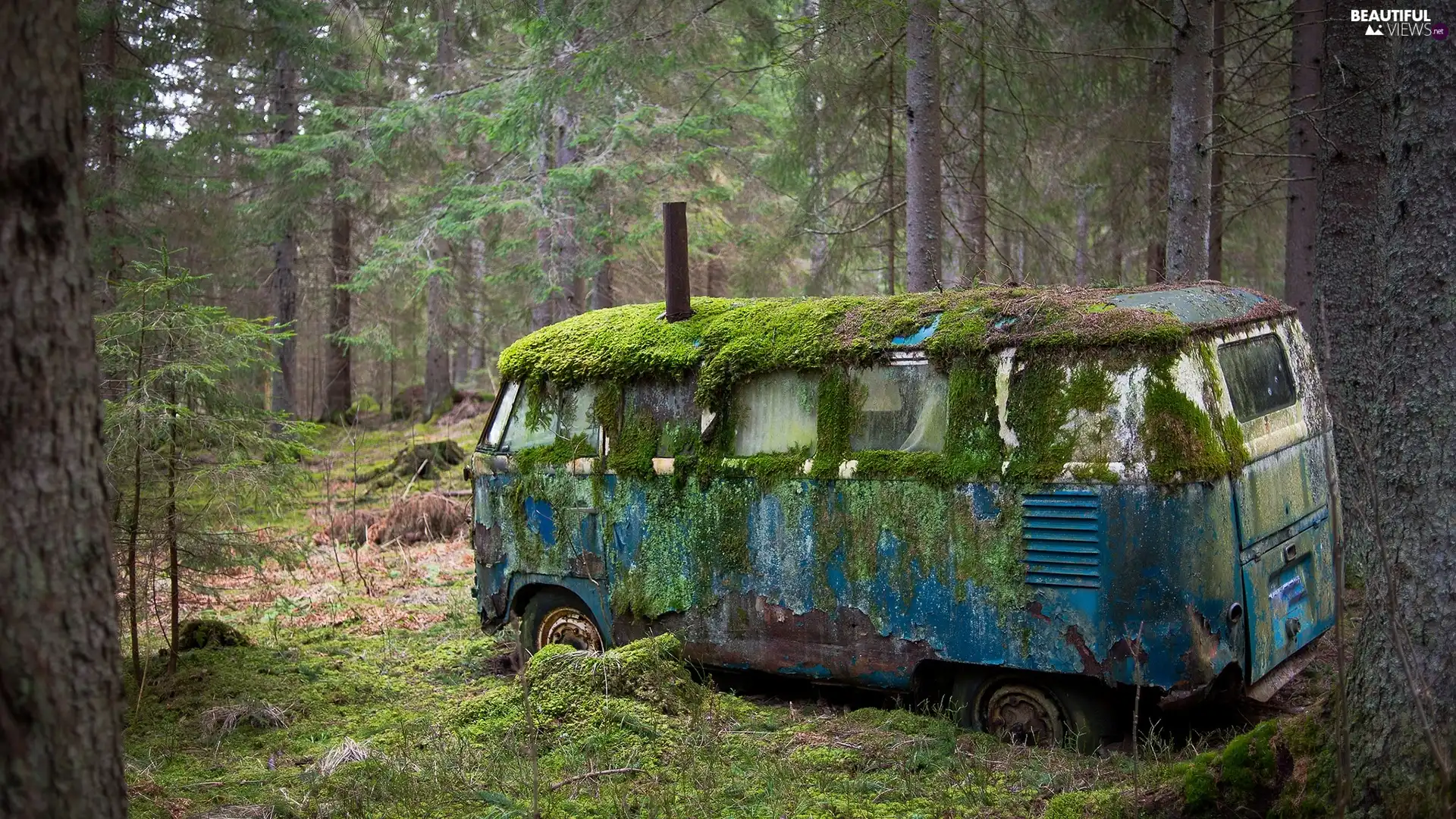 rusty, forest, Moss, Automobile