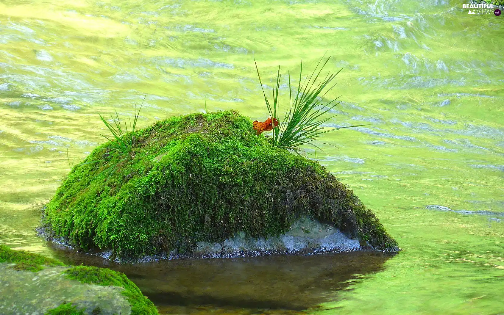 Moss, River, Stone