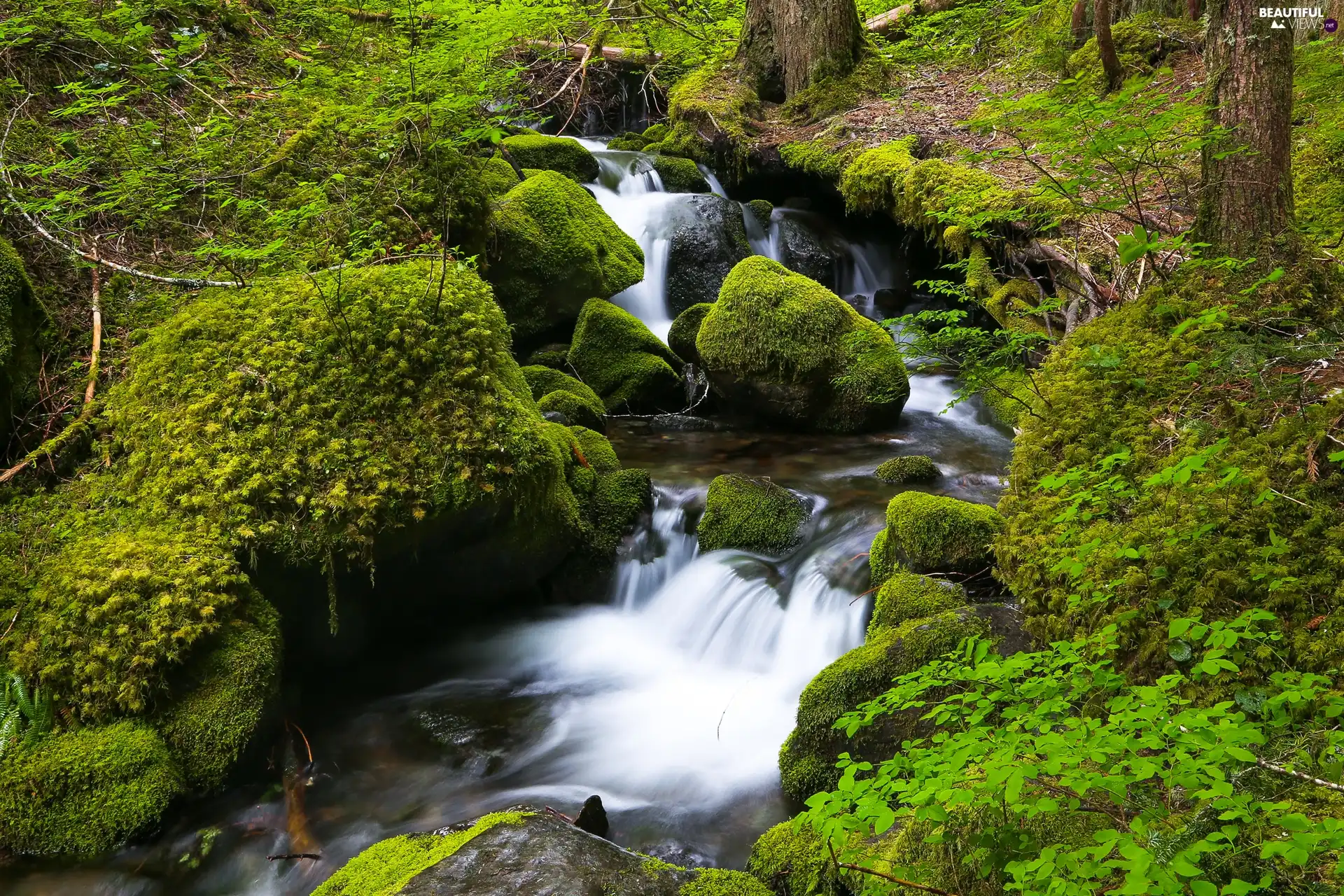 forest, River, Moss, waterfall, Stones, stream