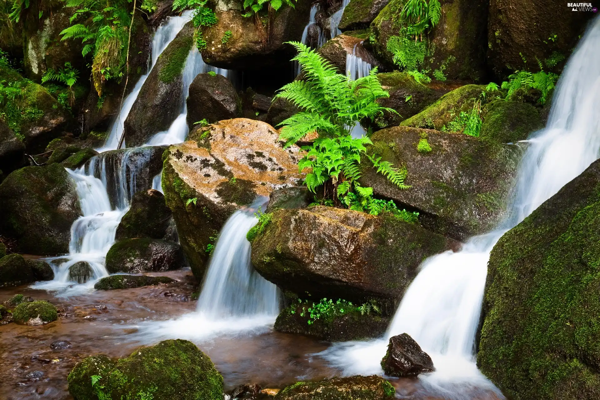 waterfall, fern, mosses, Stones